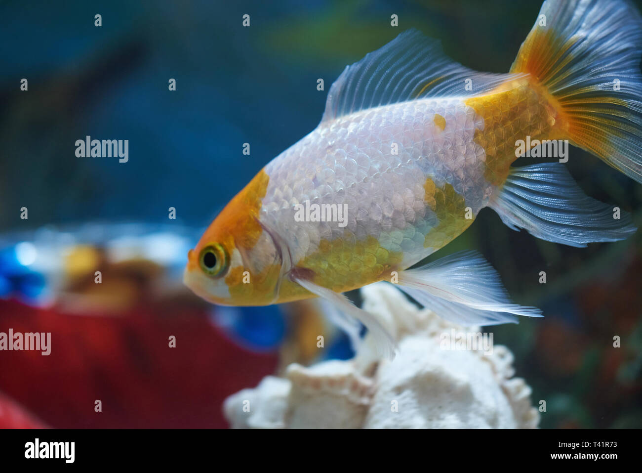 Nahaufnahme der Goldfisch im aquarium Wasser. Fisch auf der Suche nach Holz Stockfoto