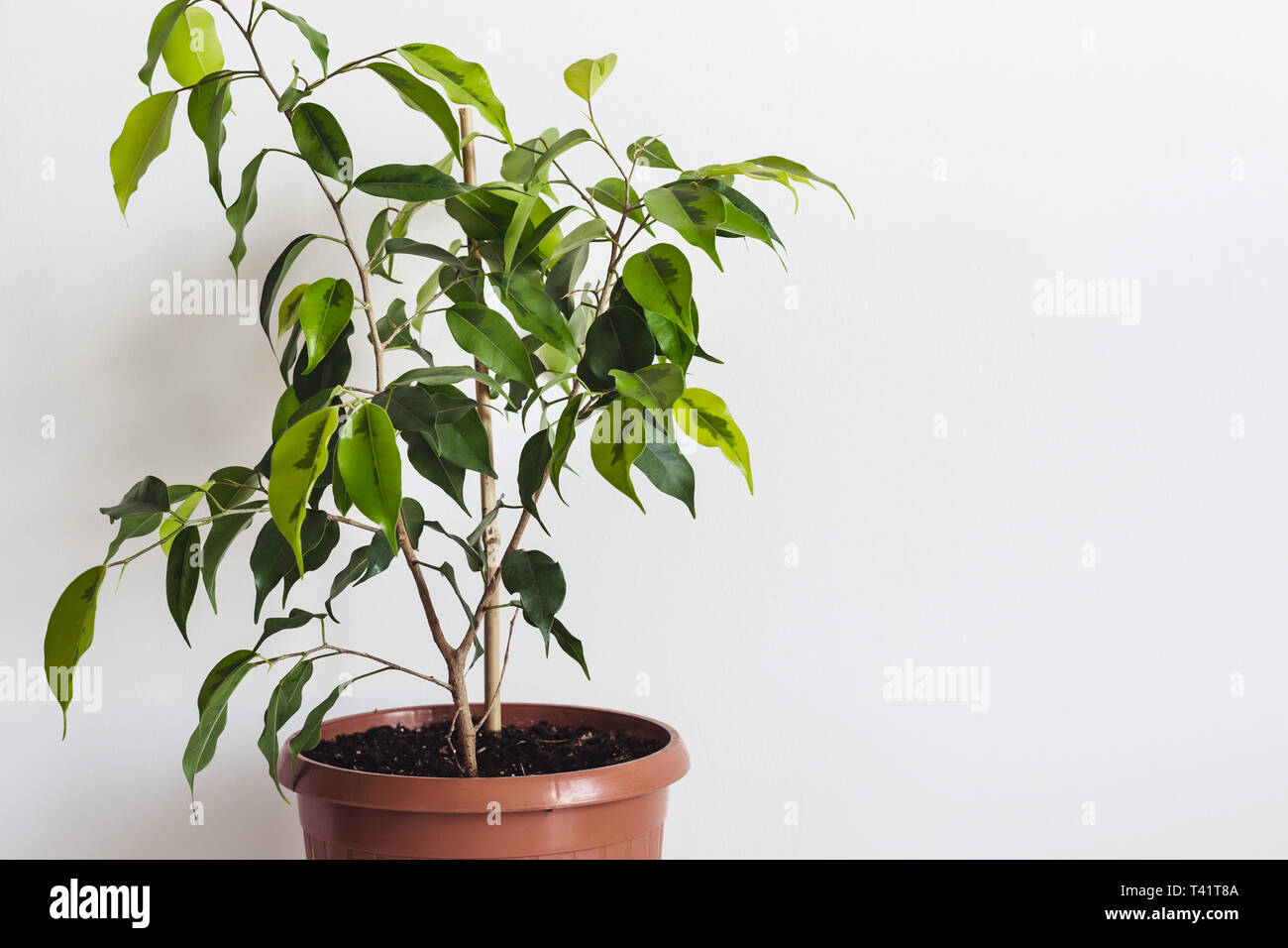 Topfpflanzen Ficus Benjamin Zimmerpflanze gegen eine weiße Wand. Styled  Mockup für Text Vorlage Stockfotografie - Alamy