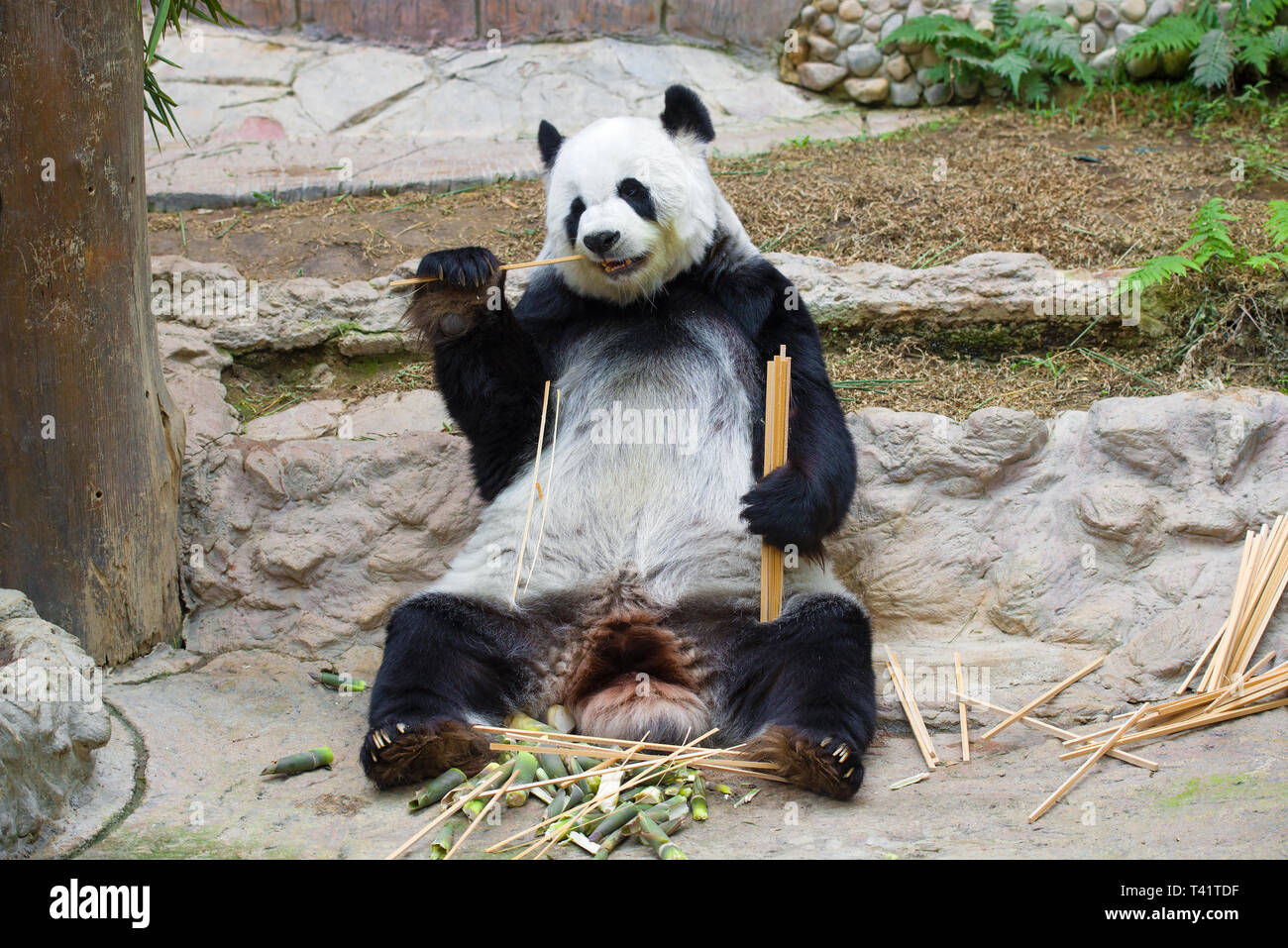 CHIANG MAI, THAILAND - Dezember 20, 2018: Panda weiblichen im Chiang Mai Zoo Stockfoto