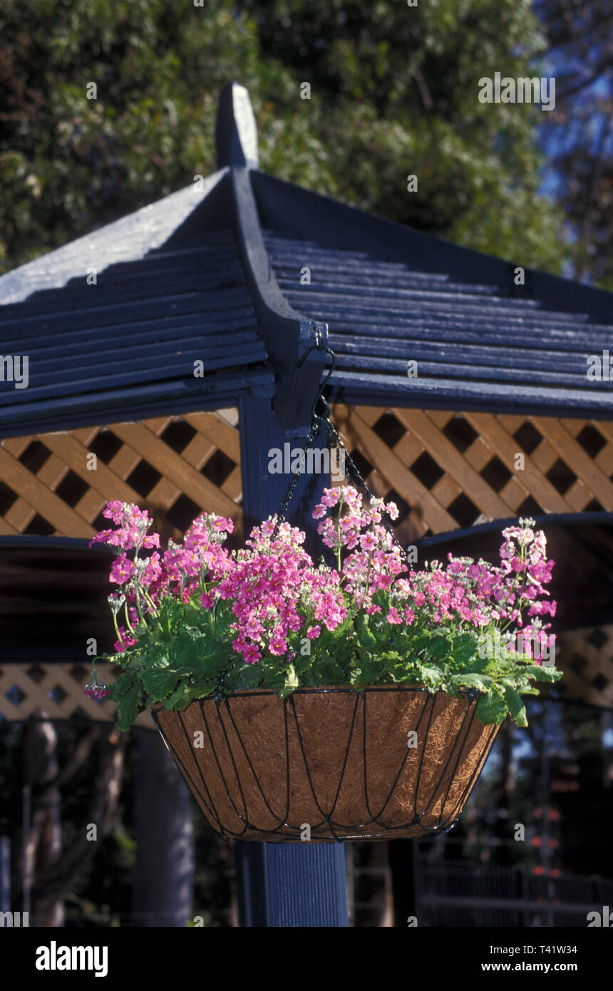 Hängenden KORB VON PINK PRIMULA BLUMEN. Stockfoto