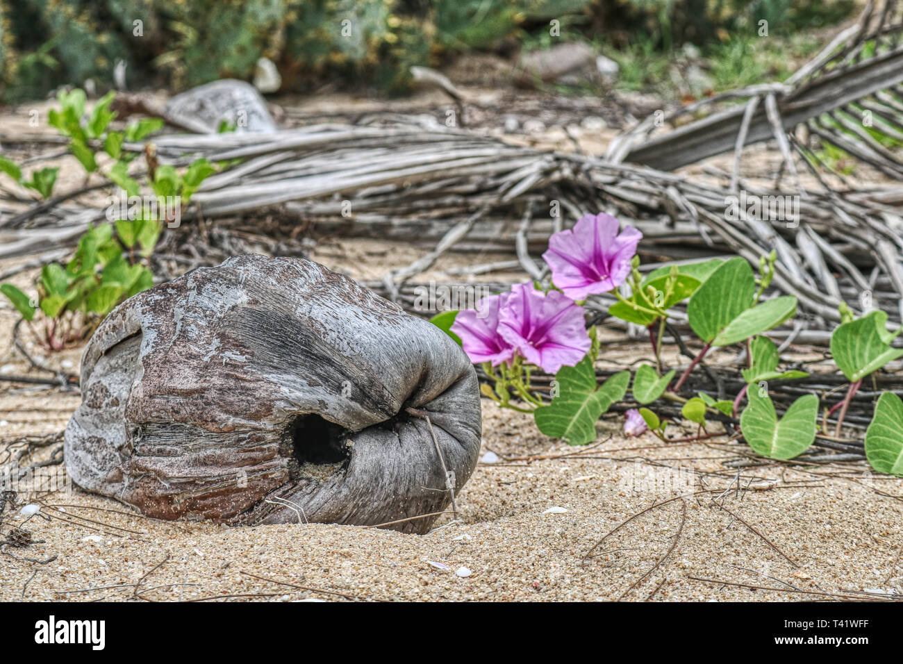 Dieses einzigartige Foto zeigt einen alten Coconut und Palmblättern auf den Strand gespült. Ein wunderschönes lila Blüte beginnt zu wachsen. Stockfoto