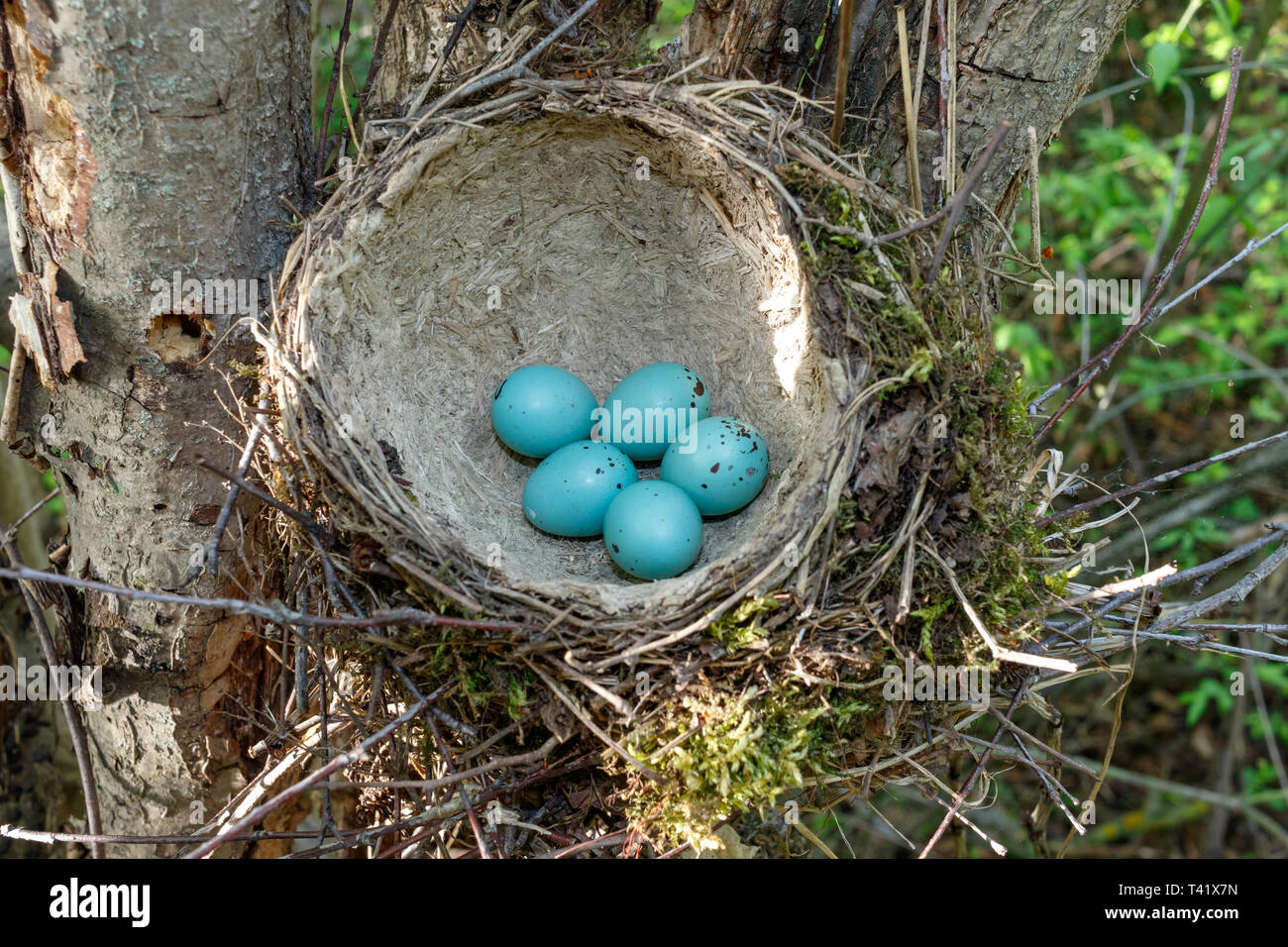 Turdus philomelos. Das Nest der Singdrossel in der Natur. Stockfoto