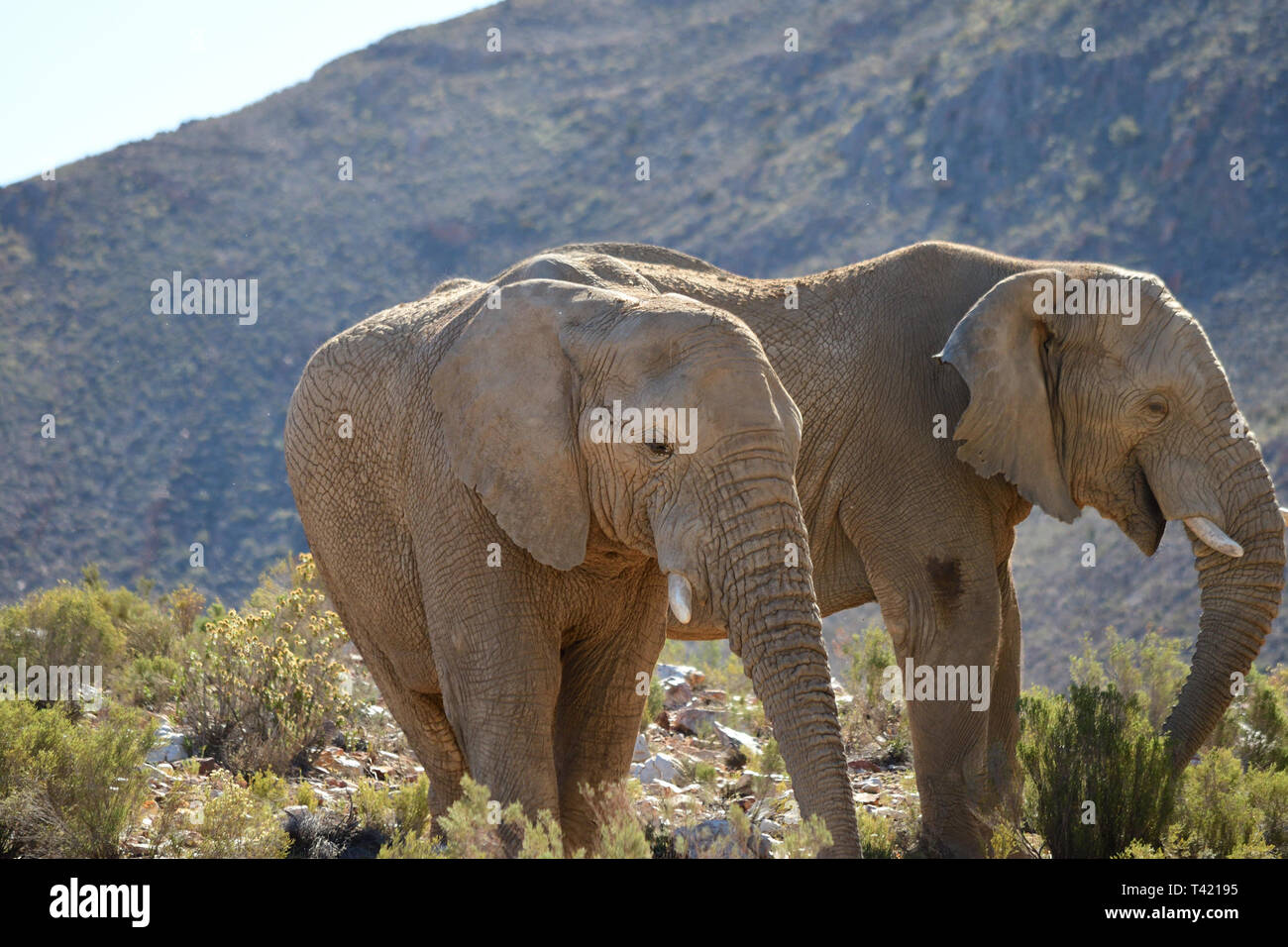 Afrikanische Elefanten in freier Wildbahn Stockfoto