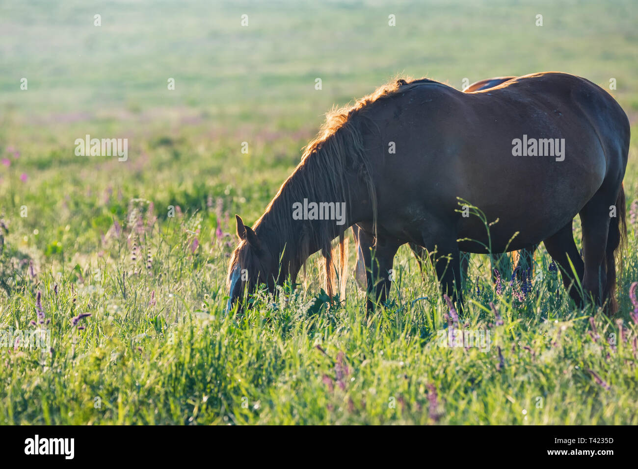 Pferd auf Beweidung in Landschaft an einem sonnigen Tag Stockfoto