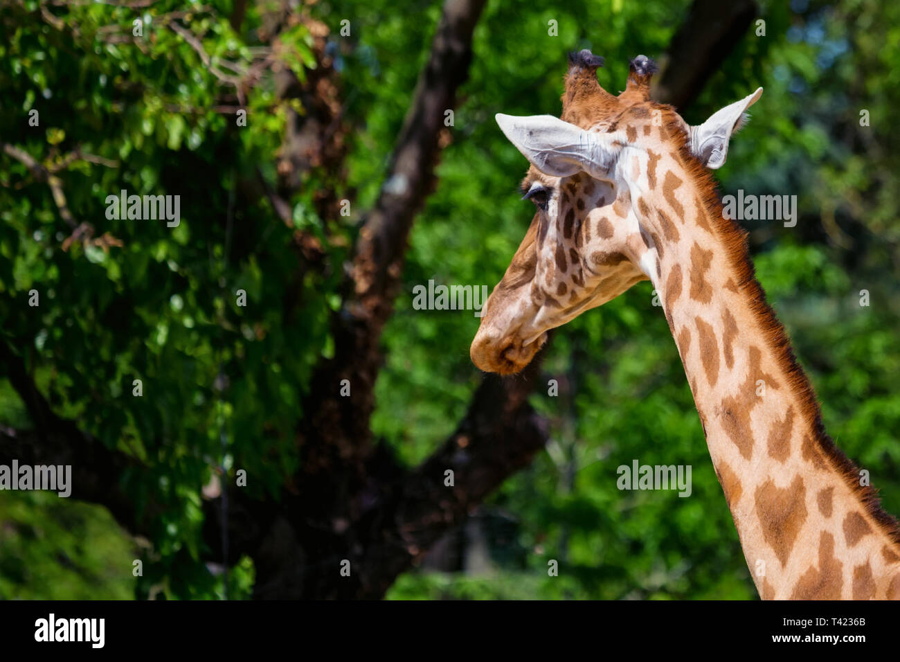 Nahaufnahme Kopf von kordofan Giraffe oder camelopardalis Antiquorum Stockfoto