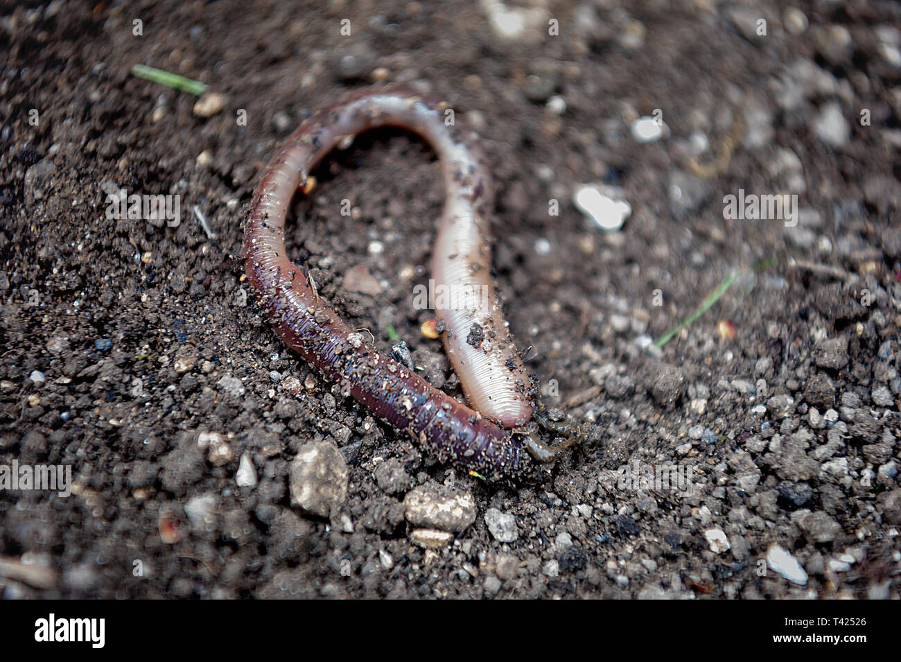 Schnecke im Garten - natürliche bio Kultur Stockfoto