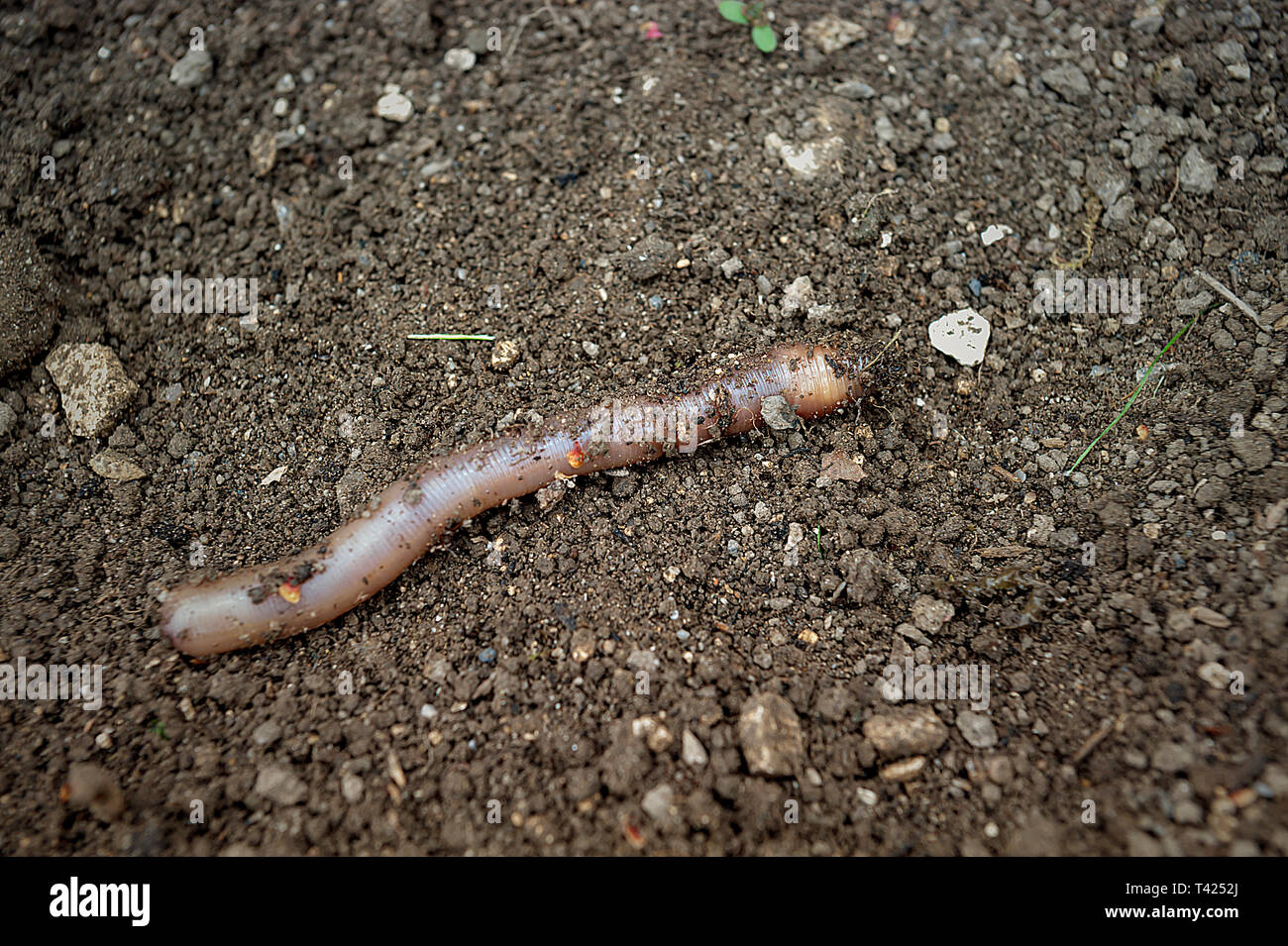 Wurm im garten Fotos und Bildmaterial in hoher Auflösung Alamy