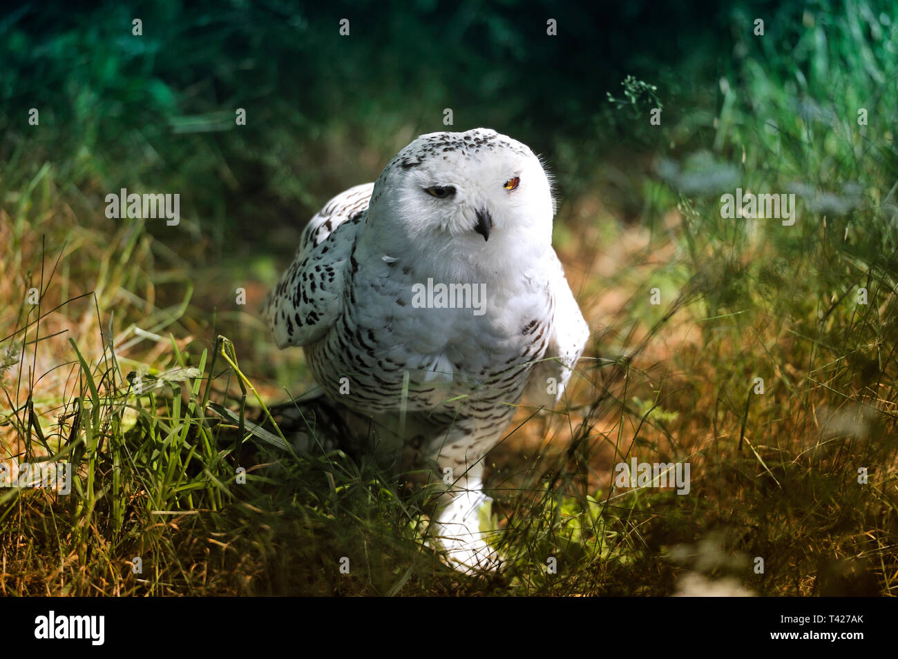 Eule in Burg und Festung Regenstein. Captive Schnee-eule (Nyctea scandiaca) auf seiner Stange. Stockfoto