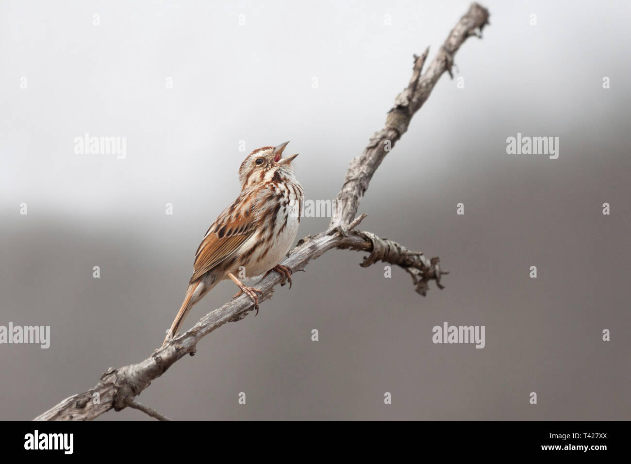 Einen Song sparrow öffnet es Schnabel einen Song im Dickicht von einer Wiese zu singen. Stockfoto