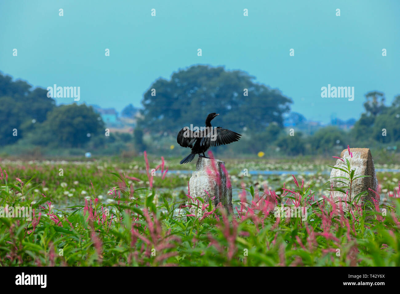 In den frühen Morgenstunden Vogel Stockfoto In den frühen Morgenstunden Vogel Stockfoto