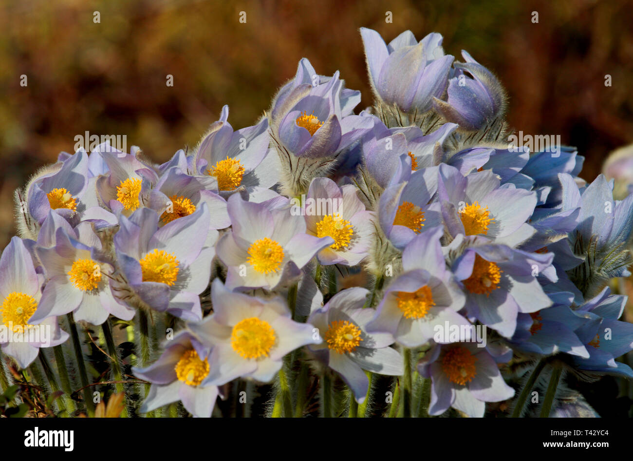 Schöne geschützte und seltene Blume Pulsatilla patens und Hybriden mit pulsatilla vernalis blüht nur in bestimmten Bereich der südlichen Finlands für Stockfoto