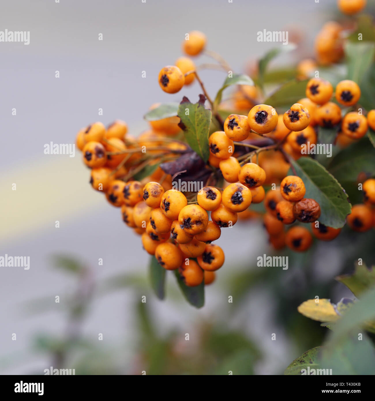 Orange Beeren hängen von einem Busch. Der Hintergrund schließt das schöne grüne Blätter und einige Asphalt. Closeup Foto. Farbe Bild. Stockfoto