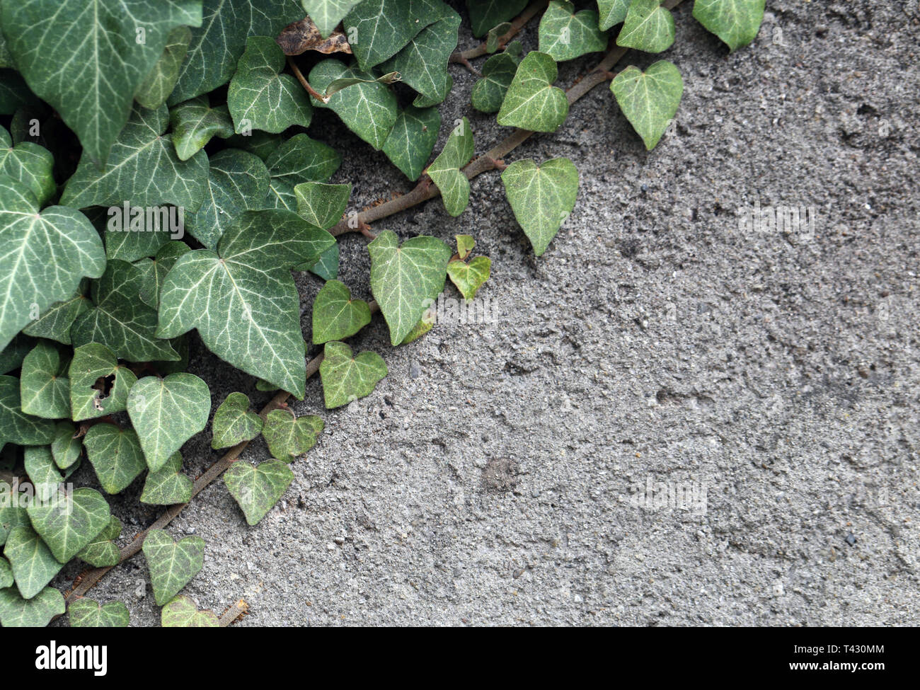 ist die eibe ein tiefwurzler Taxus baccata 'Repandens' / Bodendeckereibe main image 0