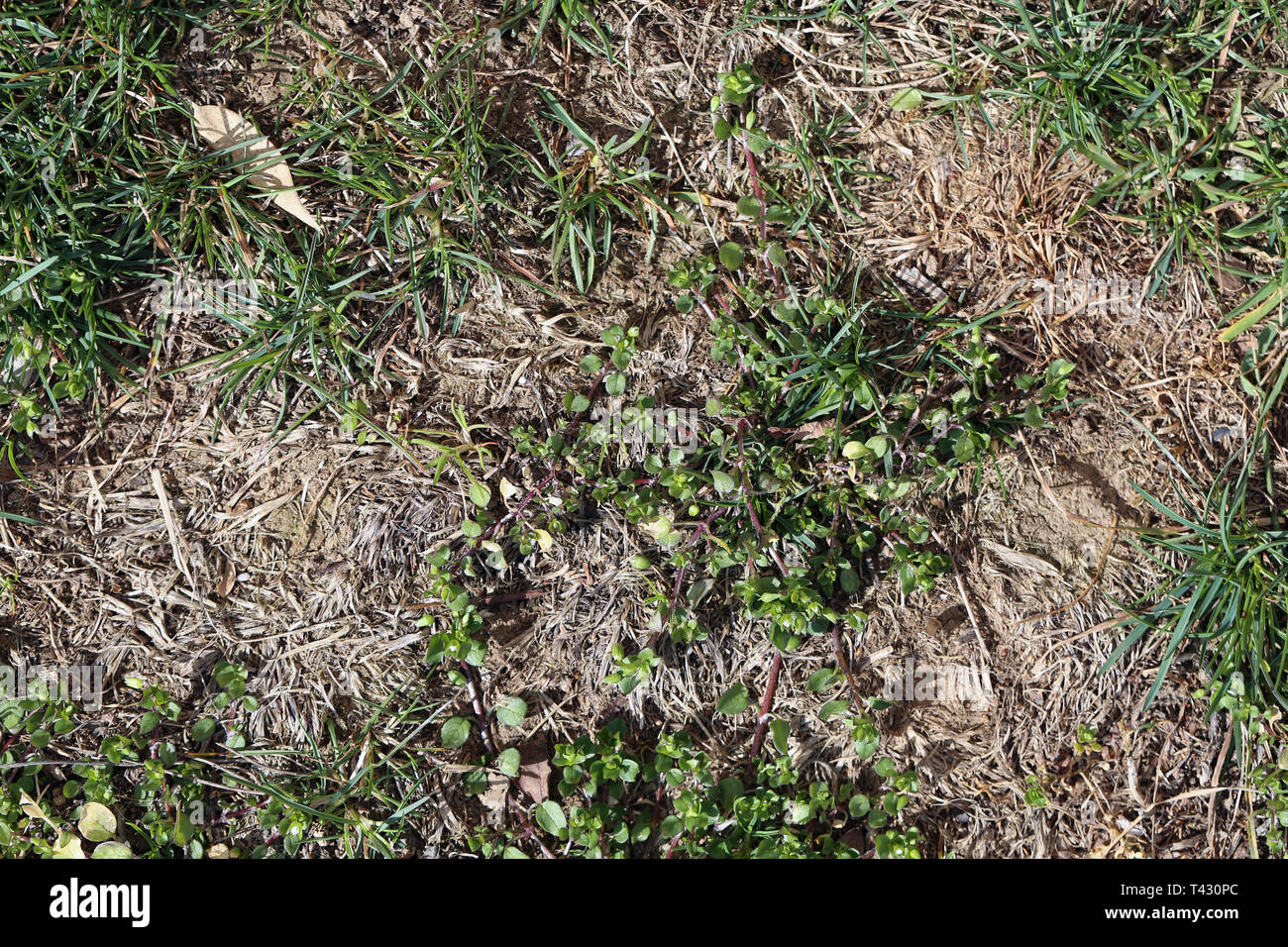 Boden von oben fotografiert. Auf diesem Foto sehen Sie einige braunen sandigen Boden und kleinen grünen Pflanzen. Farbe Bild. Nahaufnahme. Stockfoto