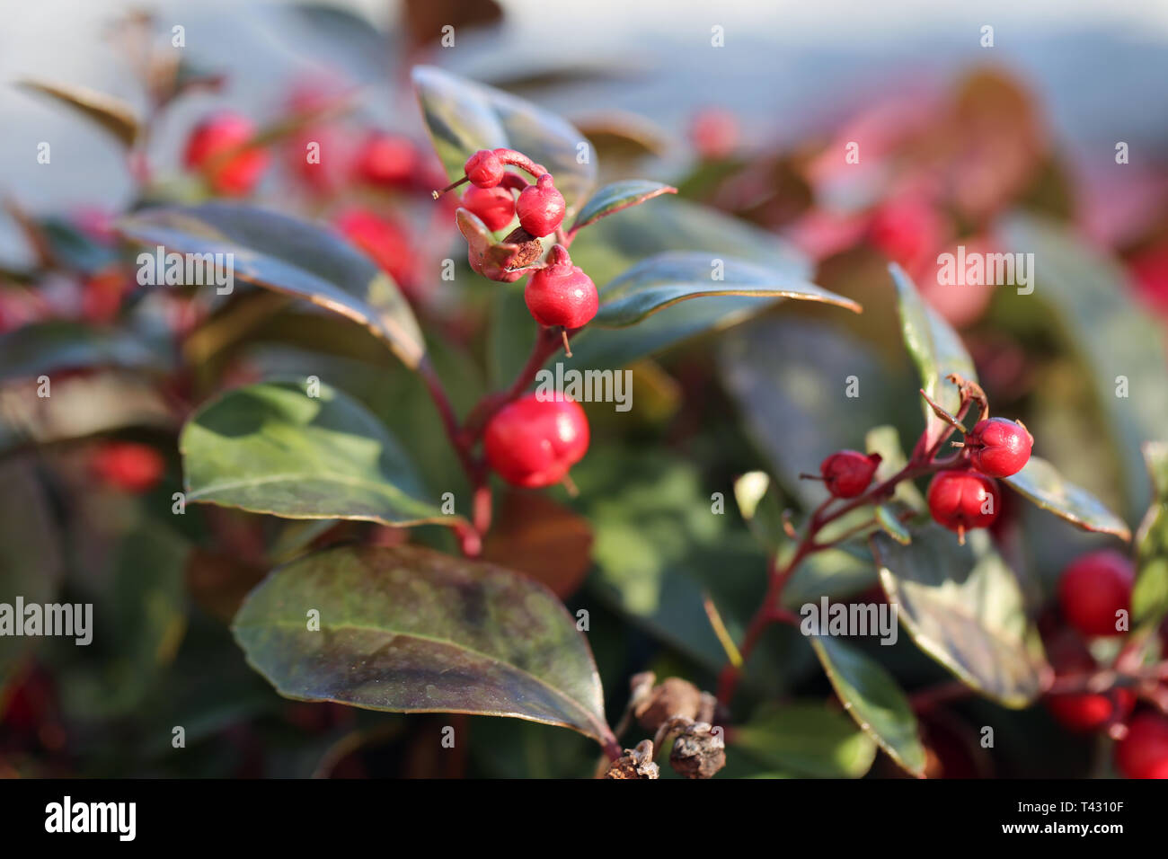 Rote Beeren, die von einem Baum. Der Hintergrund hat schöne Farbe Blätter in Grün, Rot und Orange. Closeup Foto. Farbe Bild. Stockfoto