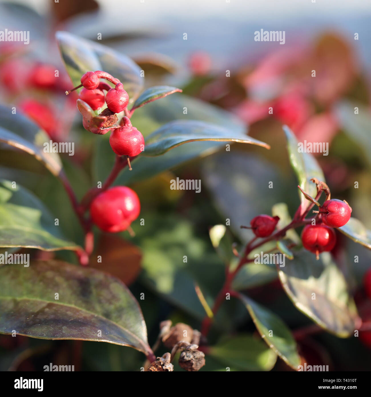 Rote Beeren, die von einem Baum. Der Hintergrund hat schöne Farbe Blätter in Grün, Rot und Orange. Closeup Foto. Farbe Bild. Stockfoto