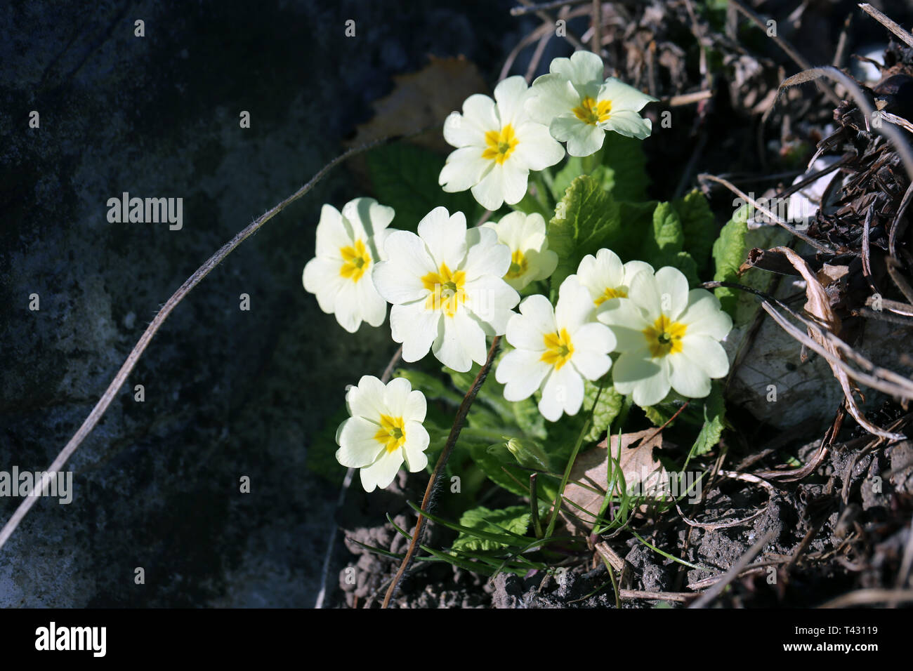 Kleine Weiße Blüten Mit Gelben Zentren Stockfotos und -bilder Kaufen - Alamy