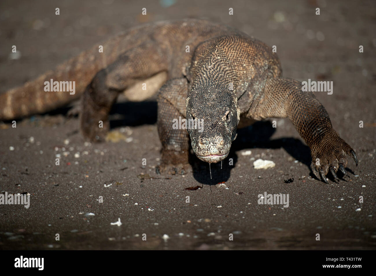 Komodo Dragon zu Fuß am Strand, Varanus komodoensis, Horseshoe Bay, South Rinca, Komodo National Park Indonesien Stockfoto