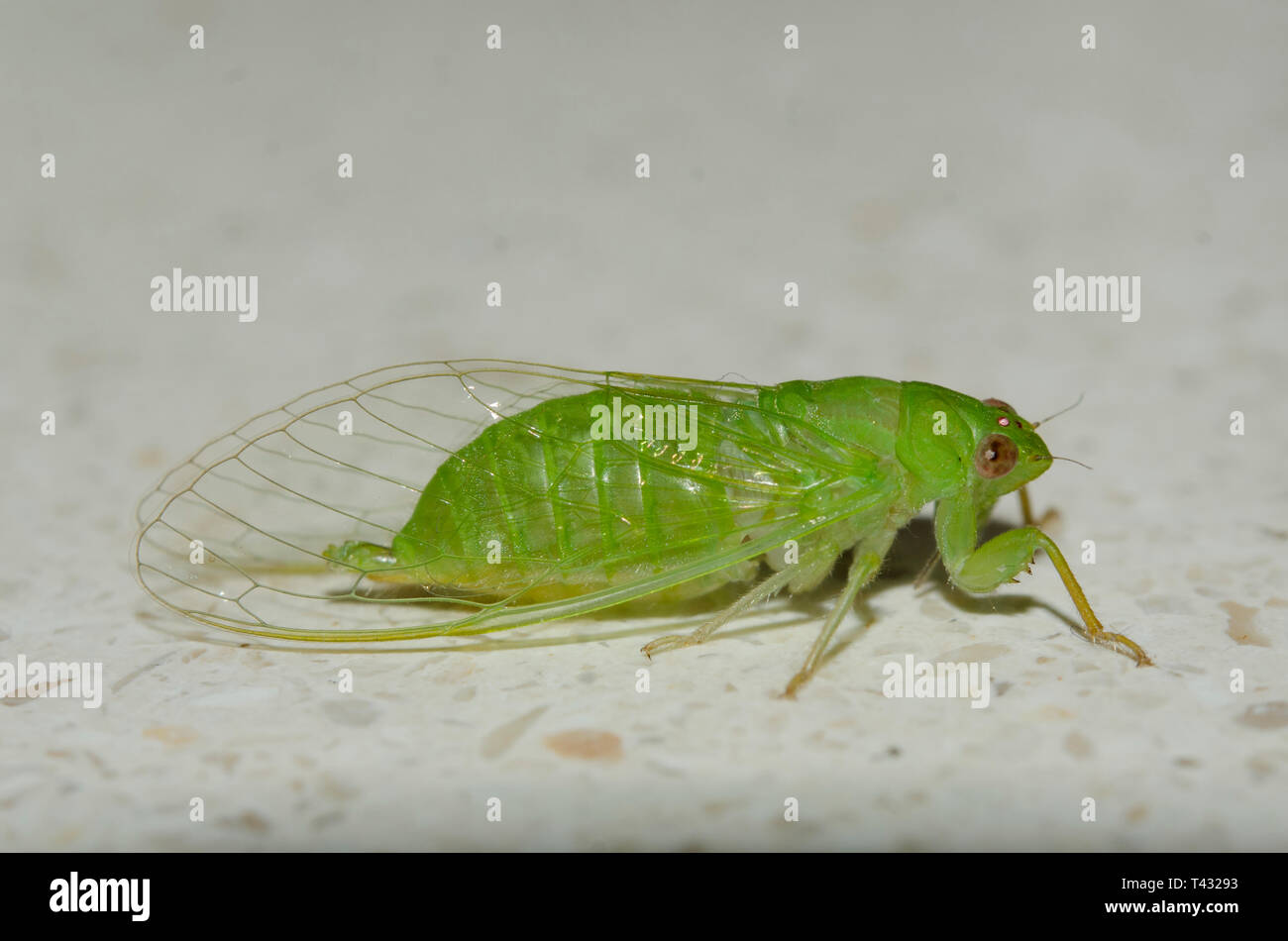 Zikade, Cicadidae Familie, Klungkung, Bali, Indonesien Stockfoto