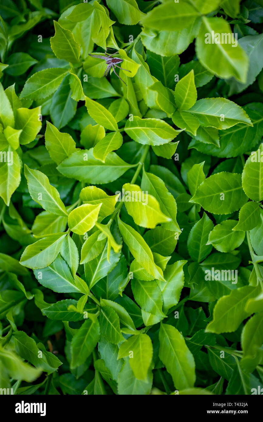 Close-up Selektive flachen Bild der natürlichen grüne Blätter, frischen Farben in Moody bewölkten Tag. Verwenden Sie für den Hintergrund oder Tapeten. Natur Konzept. Stockfoto