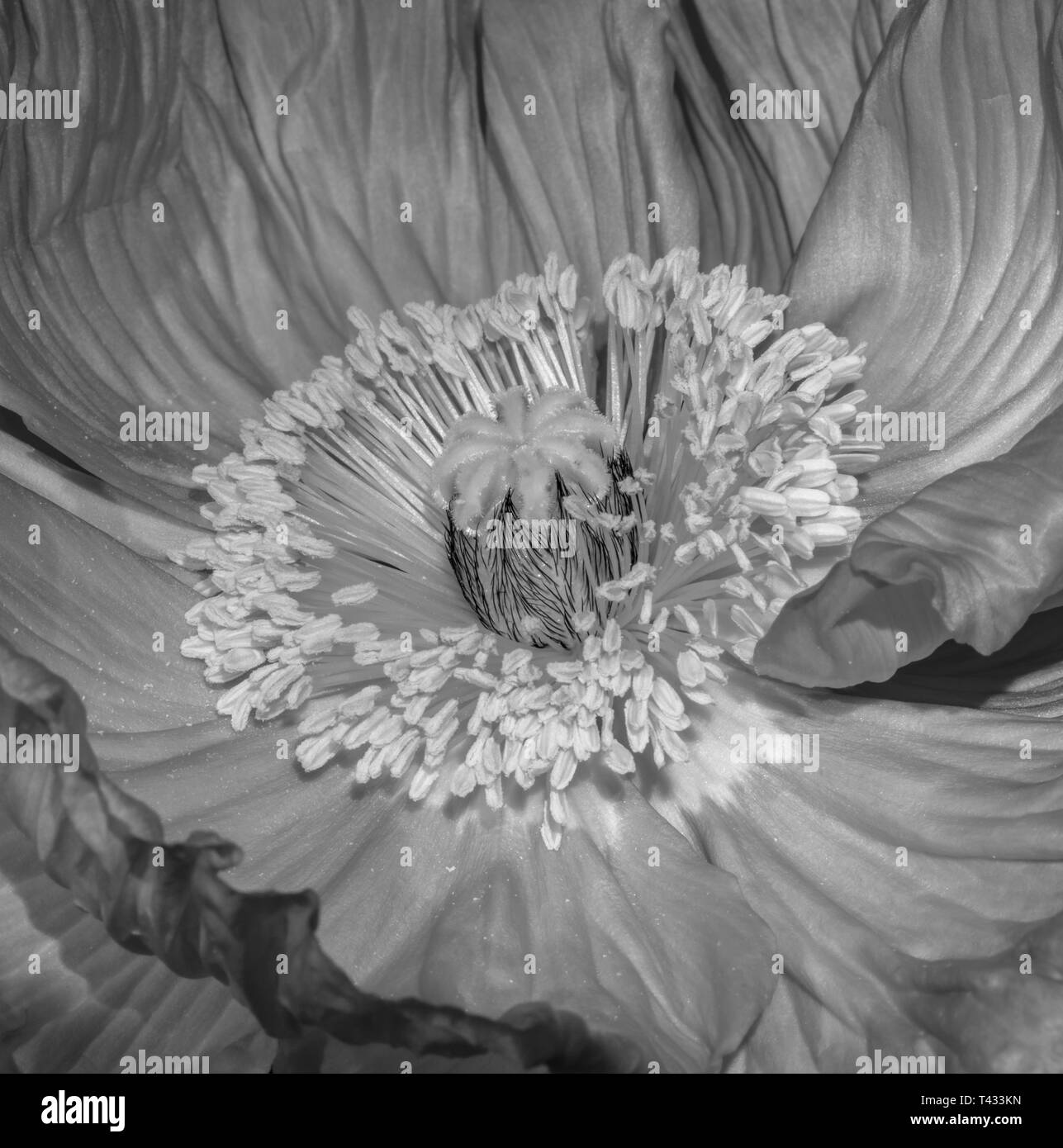 Florale Kunst Stilleben monochrom Makro der inneren Zentrum einer isolierten Satin/Seide Mohn Blüte mit Pollen und detaillierte Textur Stockfoto