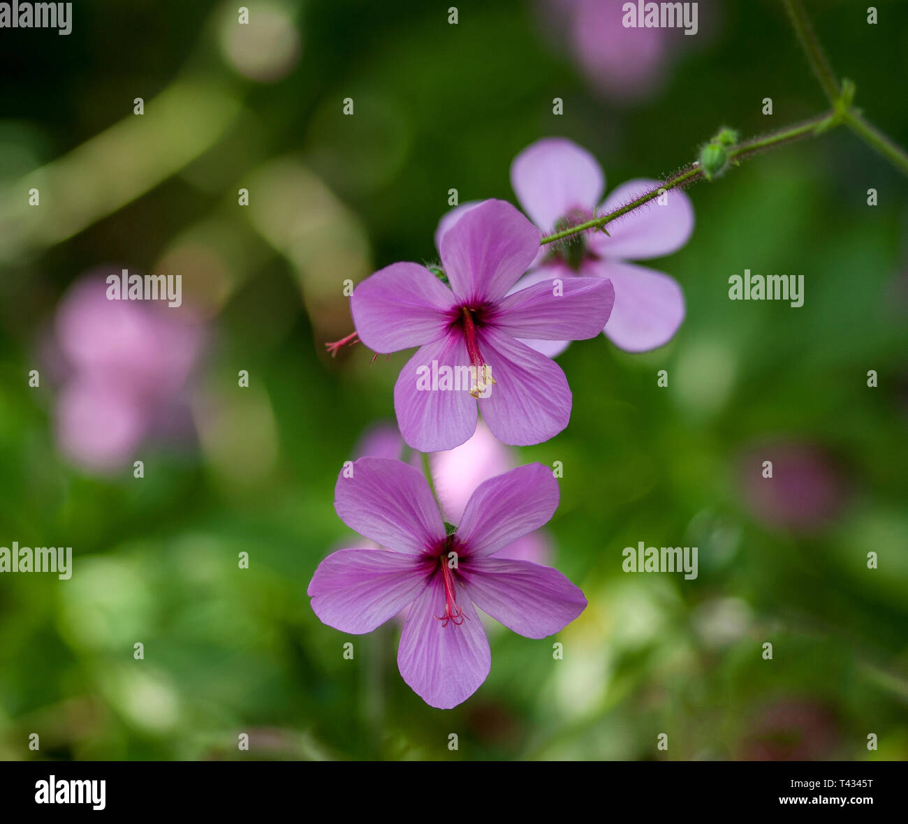 Rosa Blüten von Geranium palmatum, Kanarische Insel Geranie, in dappled Schatten mit Stiel, verschwommenen Hintergrund Stockfoto