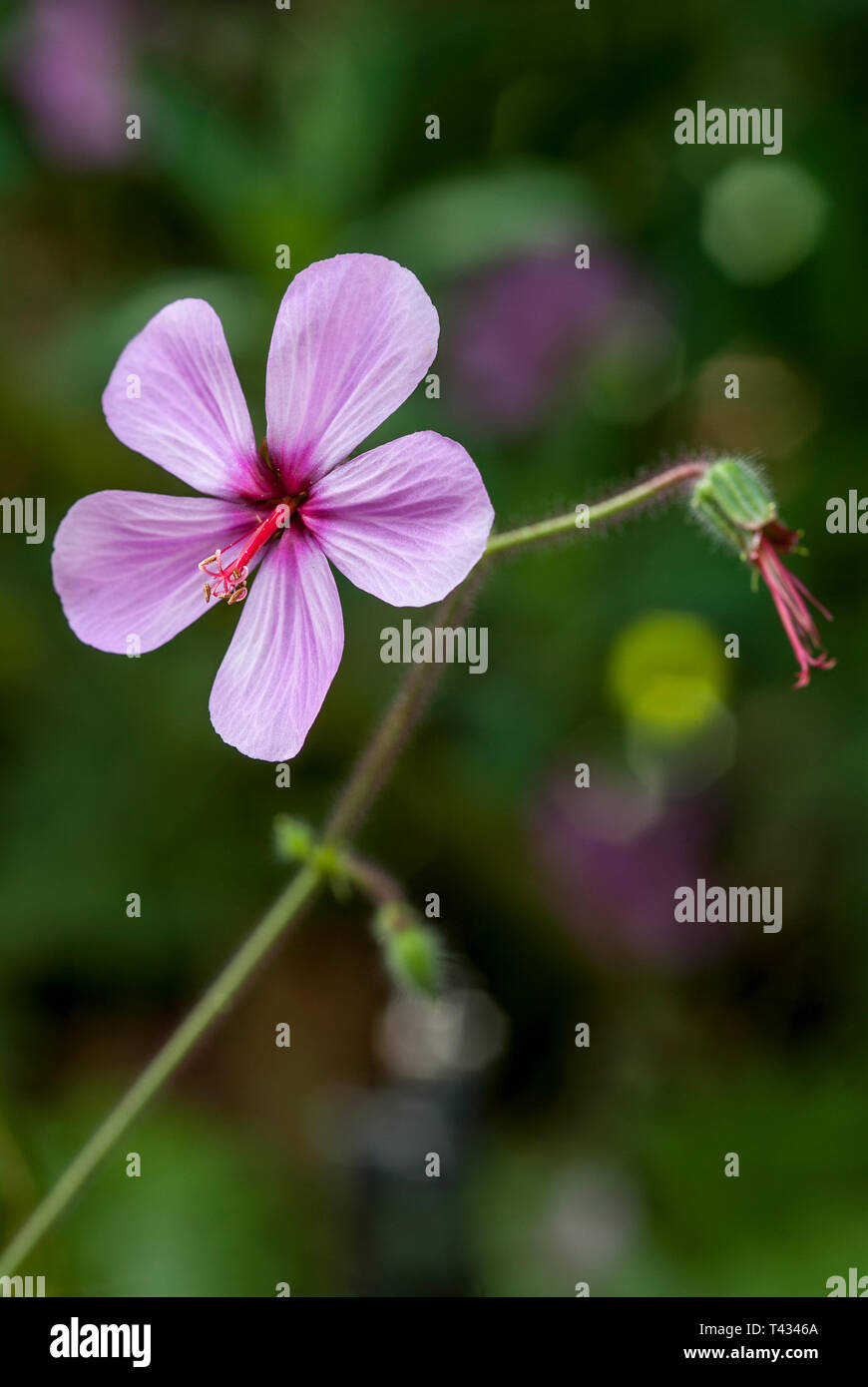 Rosa Blüten von Geranium palmatum, Kanarische Insel Geranie, in dappled Schatten mit Stiel, verschwommenen Hintergrund Stockfoto