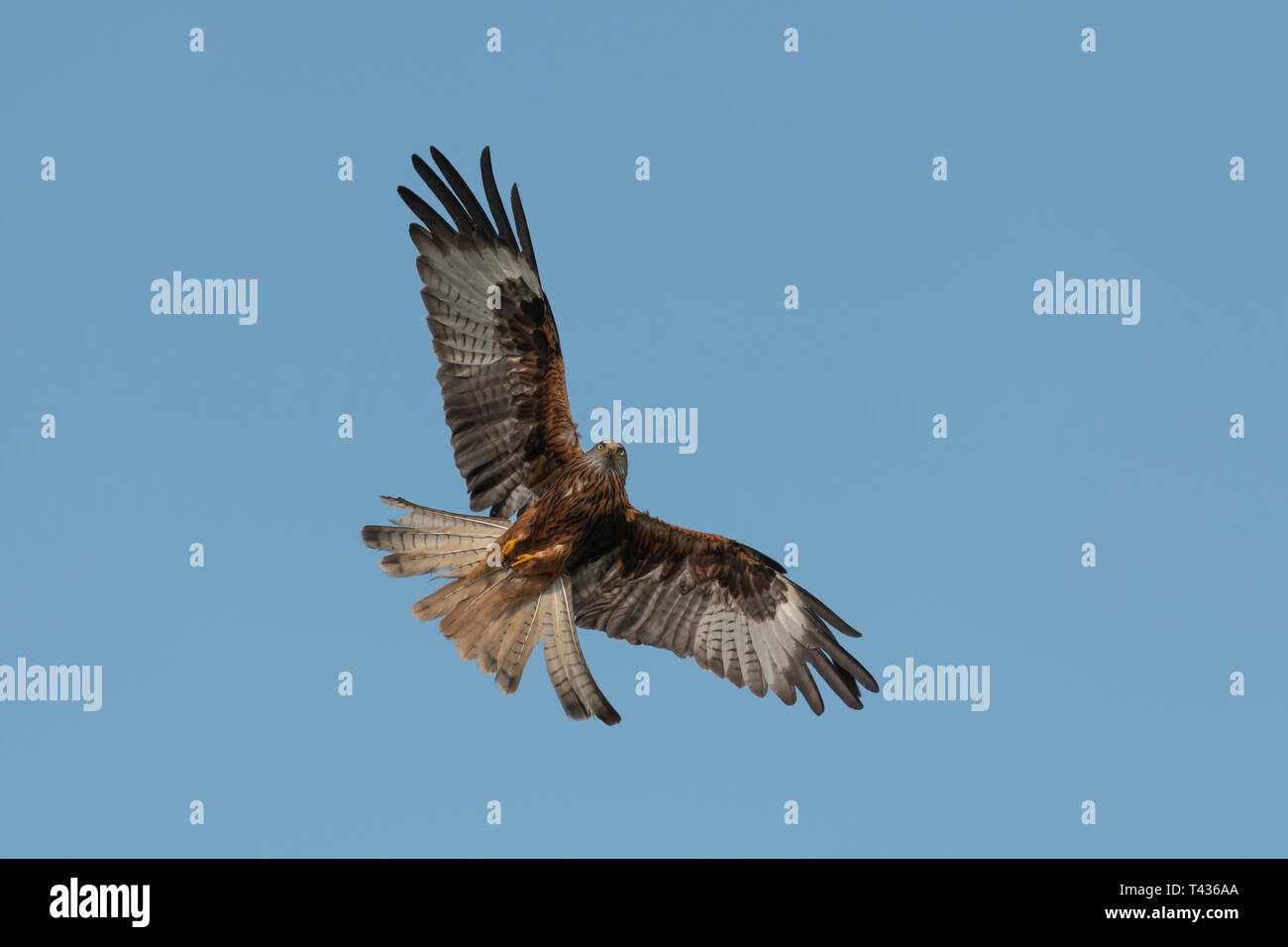 Rotmilan im Flug Stockfoto