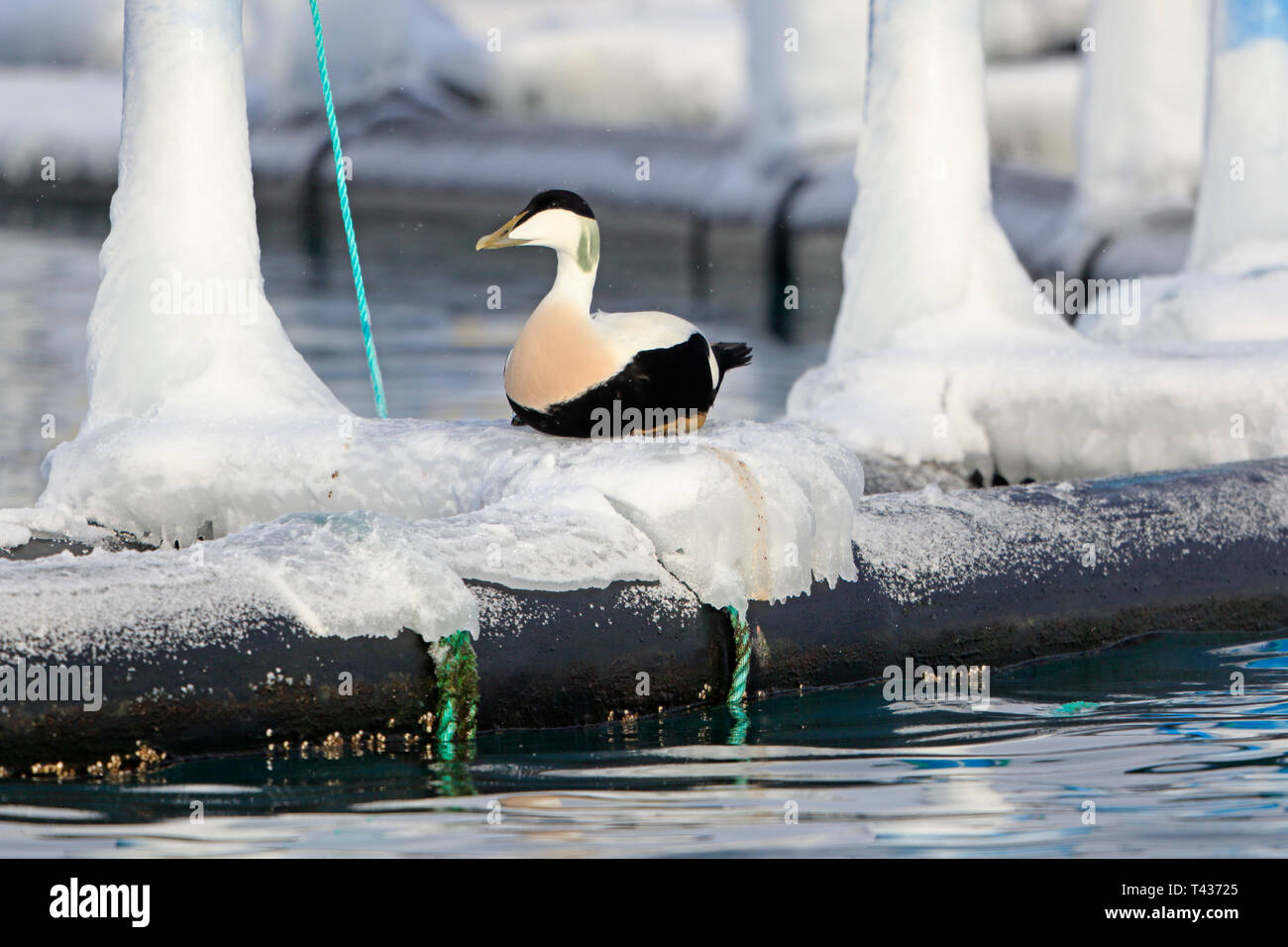 Männliche gemeinsame Eider auf eine Fischzucht in Batsfjord Hafen Norwegen im Winter Stockfoto