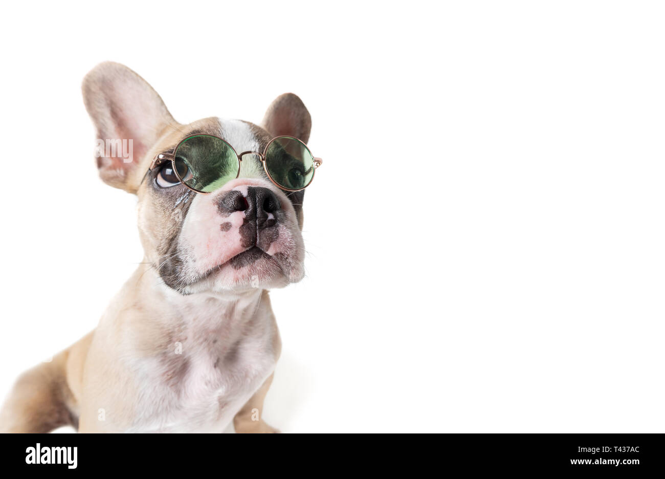 Französische Bulldogge tragen Sonnenbrille auf weißem Hintergrund, Sommer Konzept Stockfoto