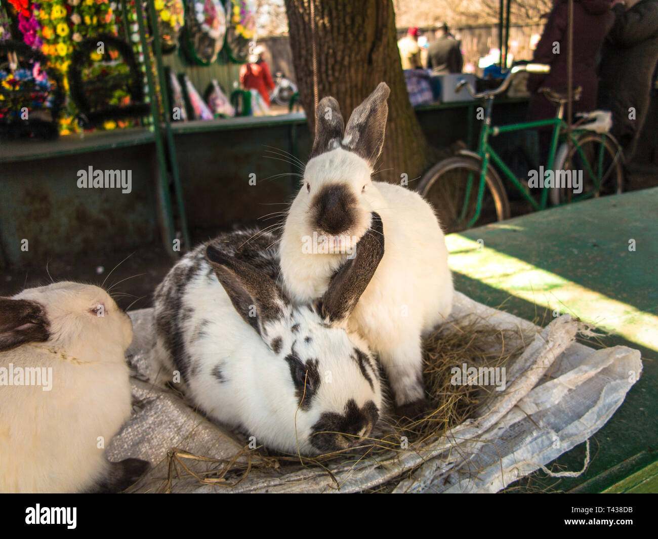 Hasen für Verkauf an den "Bunny Ecke' von Tschernigow zentraler Marktplatz Stockfoto