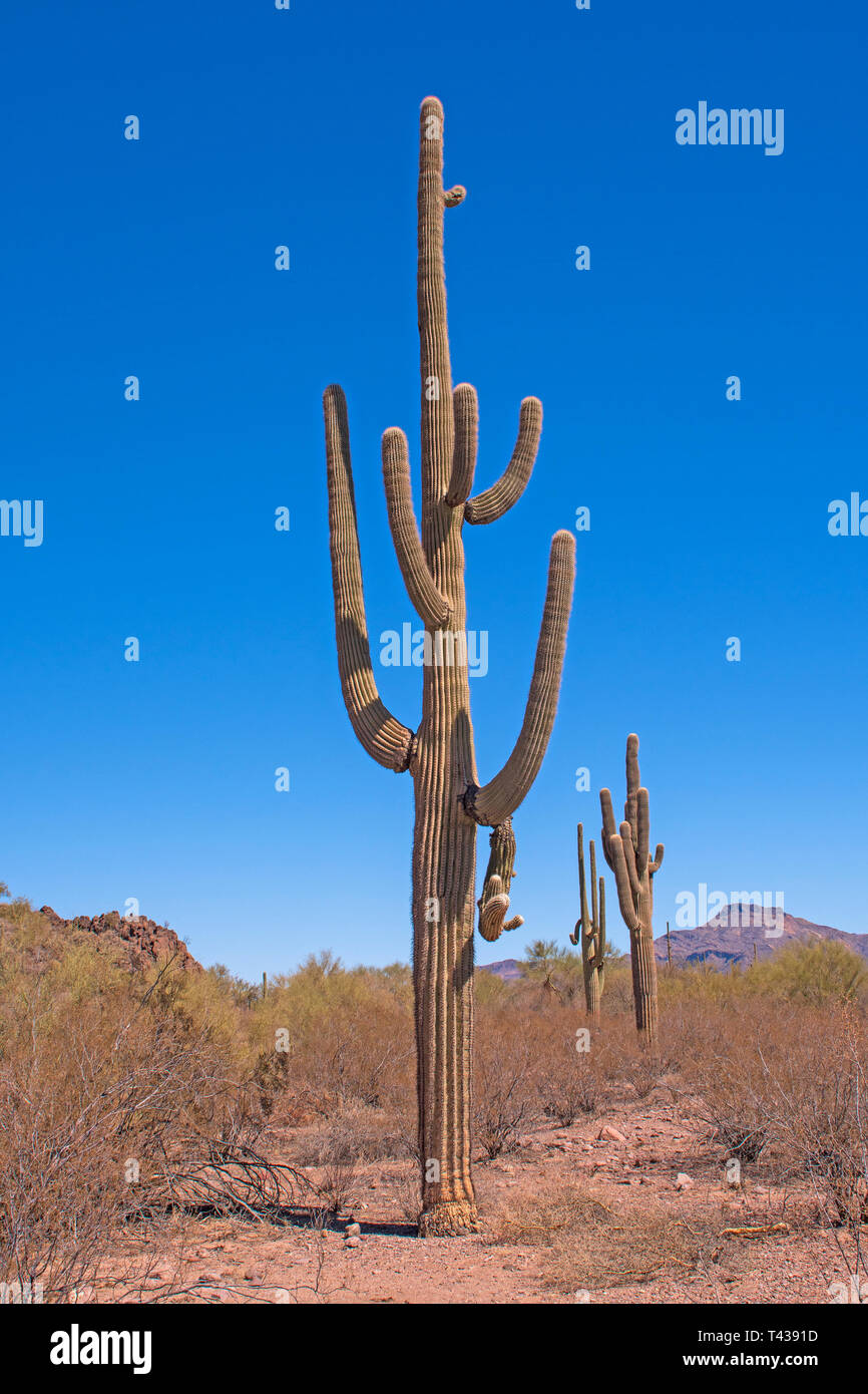 Massive und Ungewöhnliche Saguaro Kaktus in der Wüste im Organ Pipe Cactus National Monument im Arizona Stockfoto