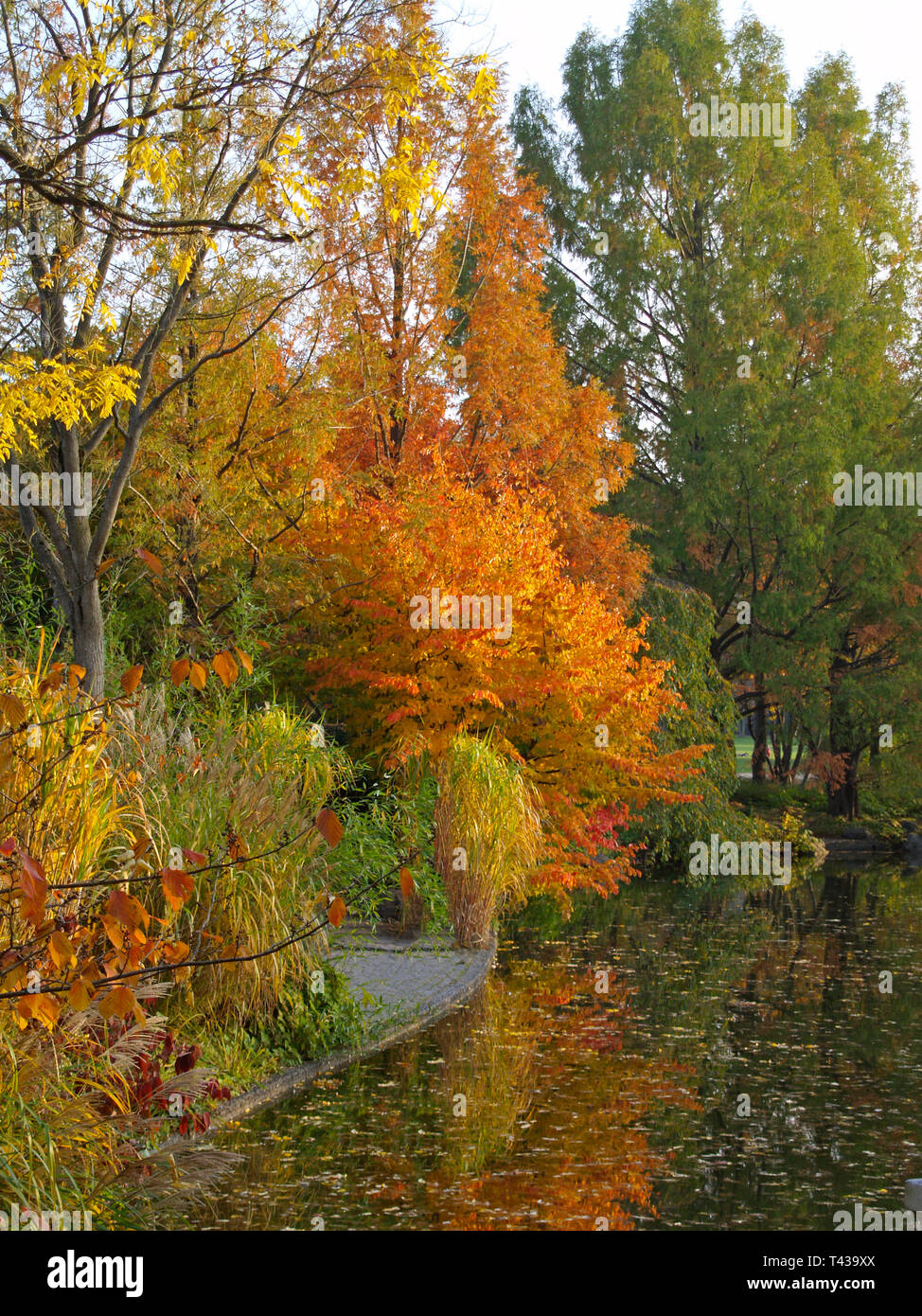 Herbst Landschaft im München West Park, München, Bayern, Deutschland, Europa Stockfoto