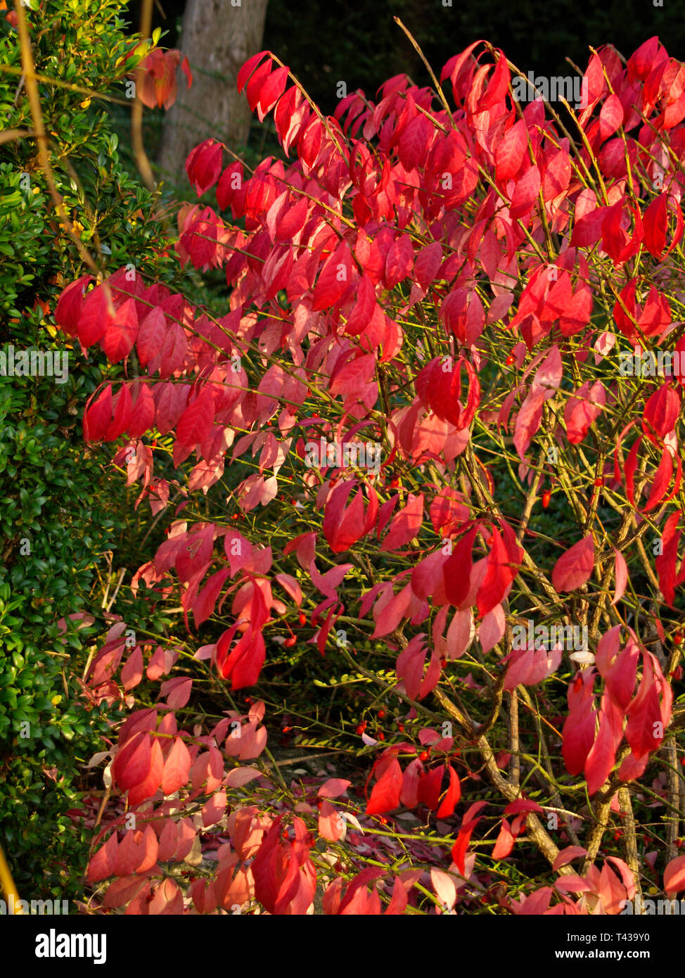 Blut rote Hartriegel (Cornus sanguinea), Blätter im Herbst in München West Park, München, Bayern, Deutschland, Europa Stockfoto