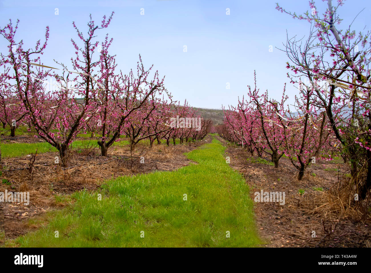 Pfirsichpflanzungen Blüte mit rosa Blüten. Berge von Galiläa. Israel. Landschaft Stockfoto