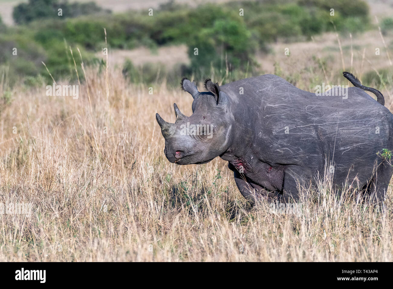 Big Rhino Fütterung Gras auf einer ziemlich Morgen in Masai Mara National Reserve Stockfoto