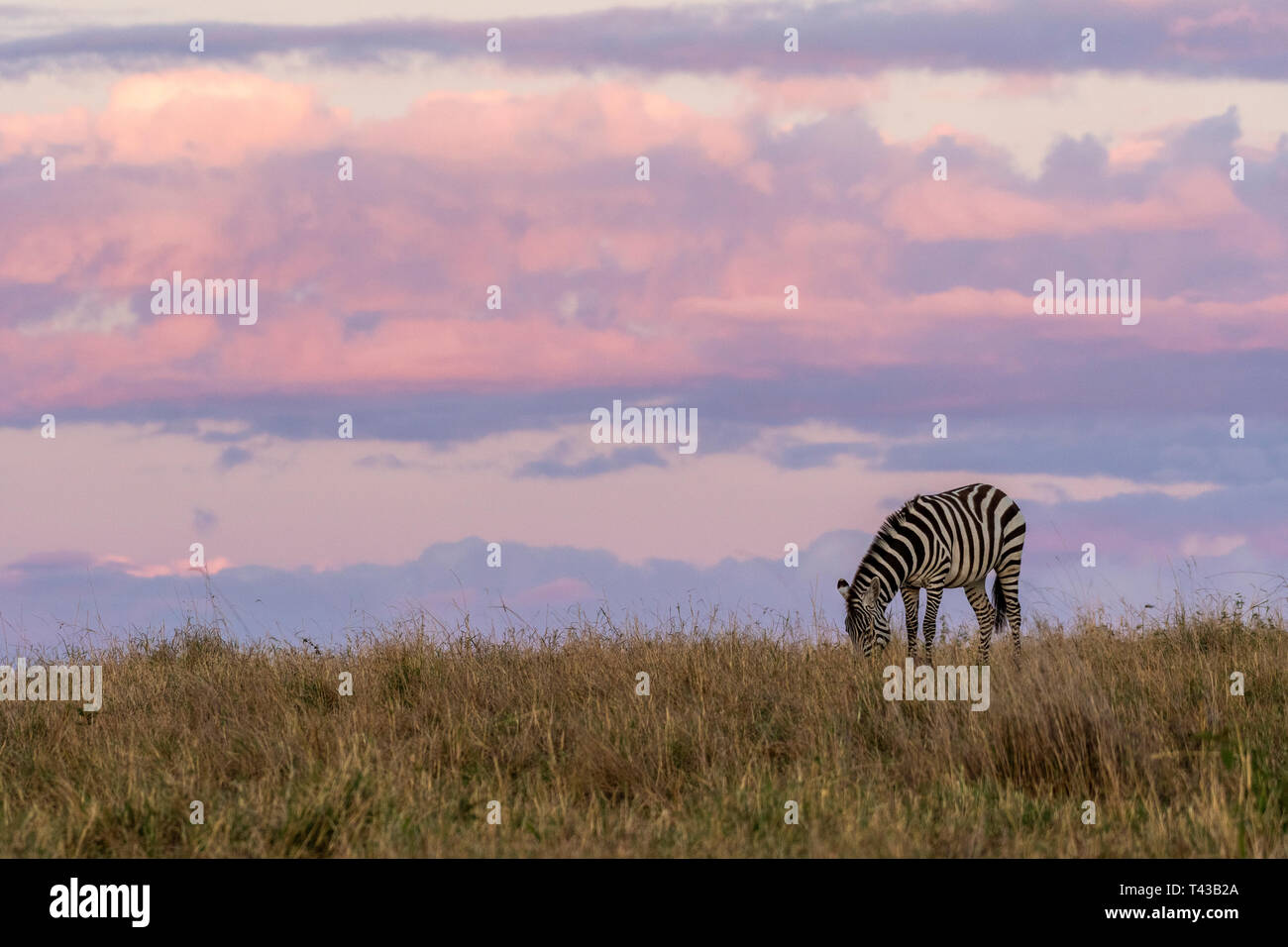 Zebras grasen friedlich bei Sonnenaufgang und schöne orange Himmel im Hintergrund Stockfoto