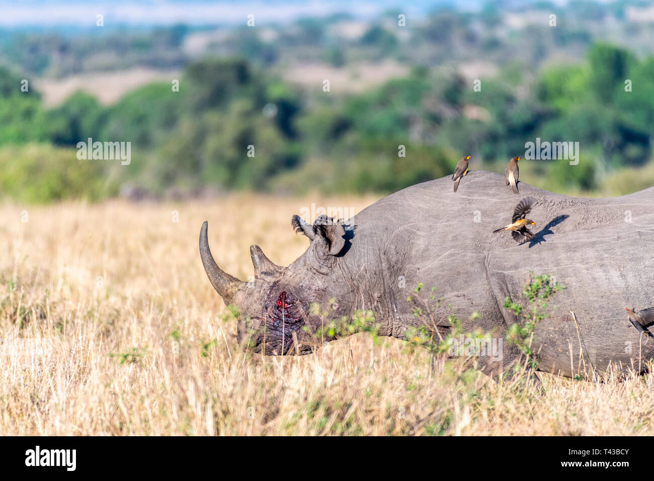Blutungen rhino nach Kampf und die Vögel fliegen auf dem Rücken in Masai Mara Stockfoto