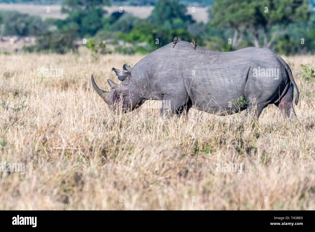 Blutungen rhino nach Weiden Kämpfe allein in Masai Mara Stockfoto
