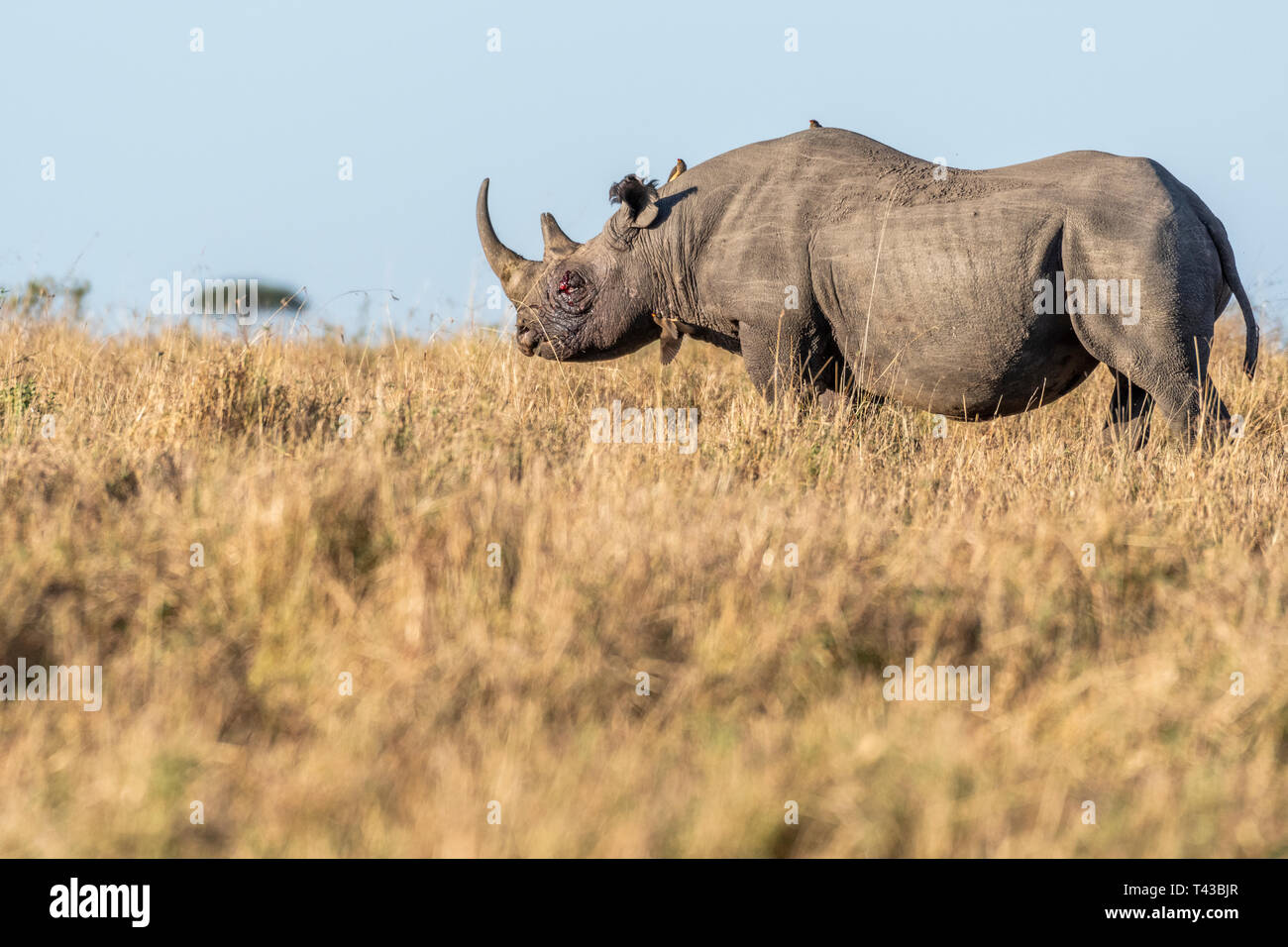 Big Rhino Fütterung Gras auf einer ziemlich Morgen in Masai Mara National Reserve Stockfoto