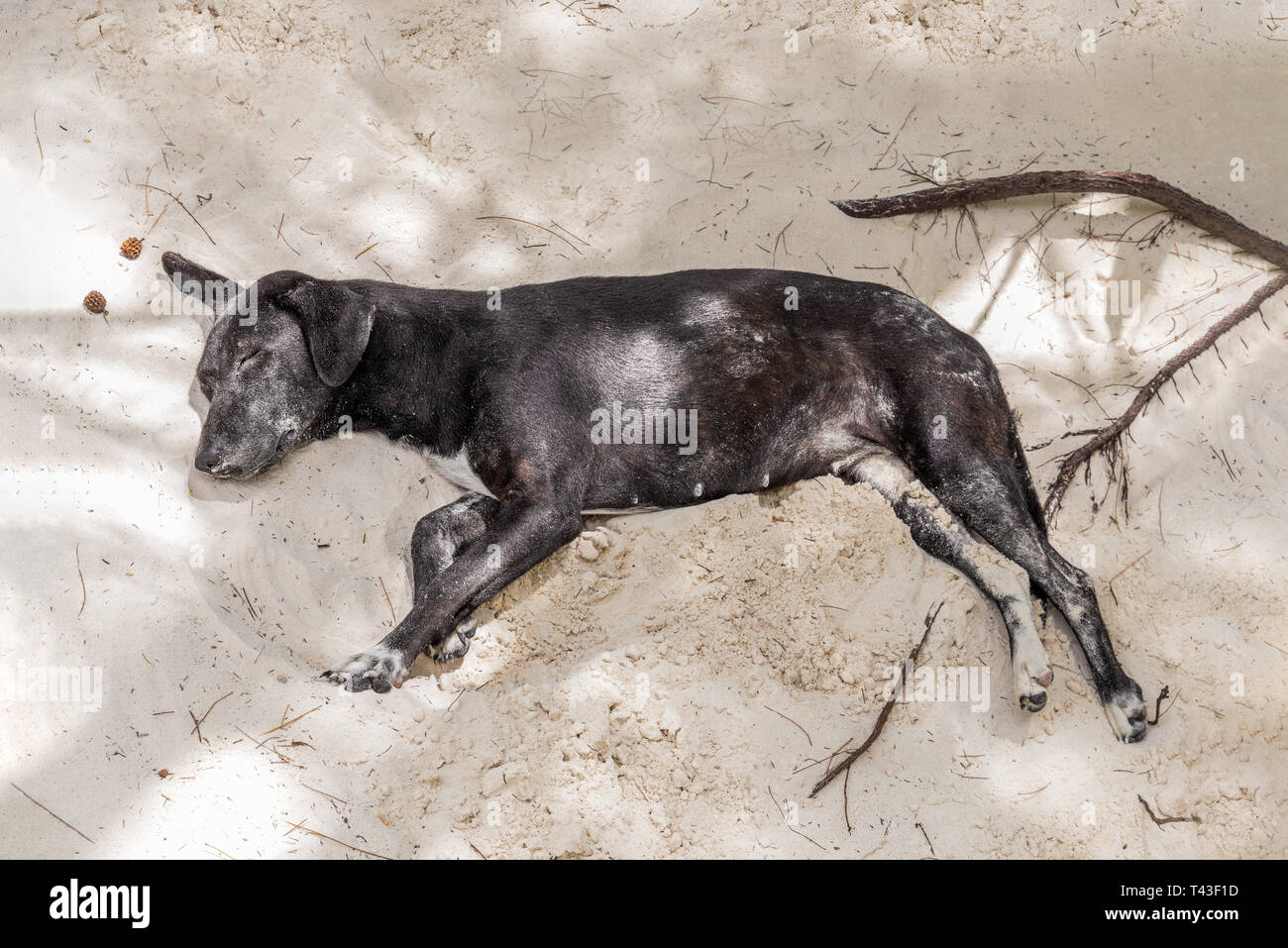 Ein Nobody's dunkel grau Hund schläft auf dem Sand im Schatten Stockfoto