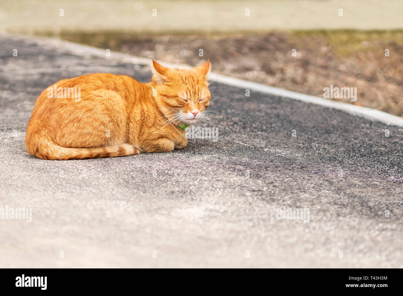 Rote Katze mit Kragen liegen auf dem Bürgersteig mit geschlossenen Augen Stockfoto