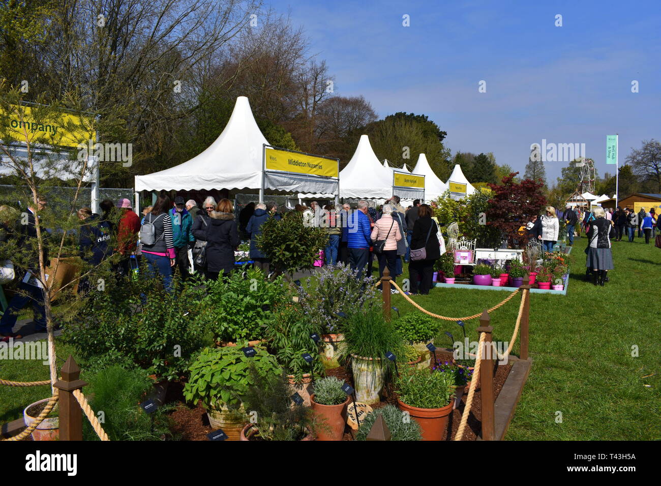 Besucher bewundern die wird an der RHS flower show Cardiff, Cardiff, South Glamorgan, Wales Stockfoto