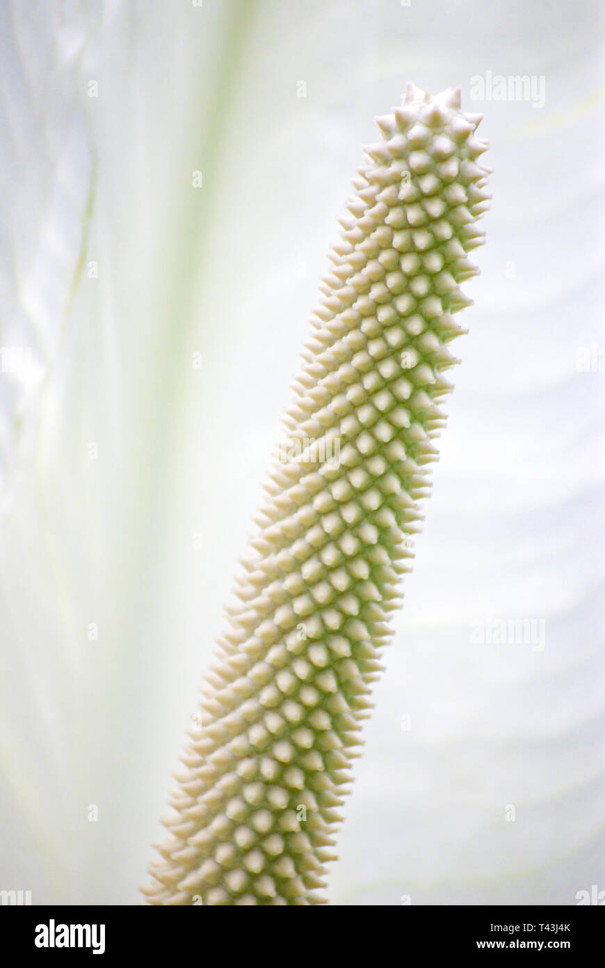 Die stabförmigen Blütenstand einer Arum aus der Arum Familie. Stockfoto