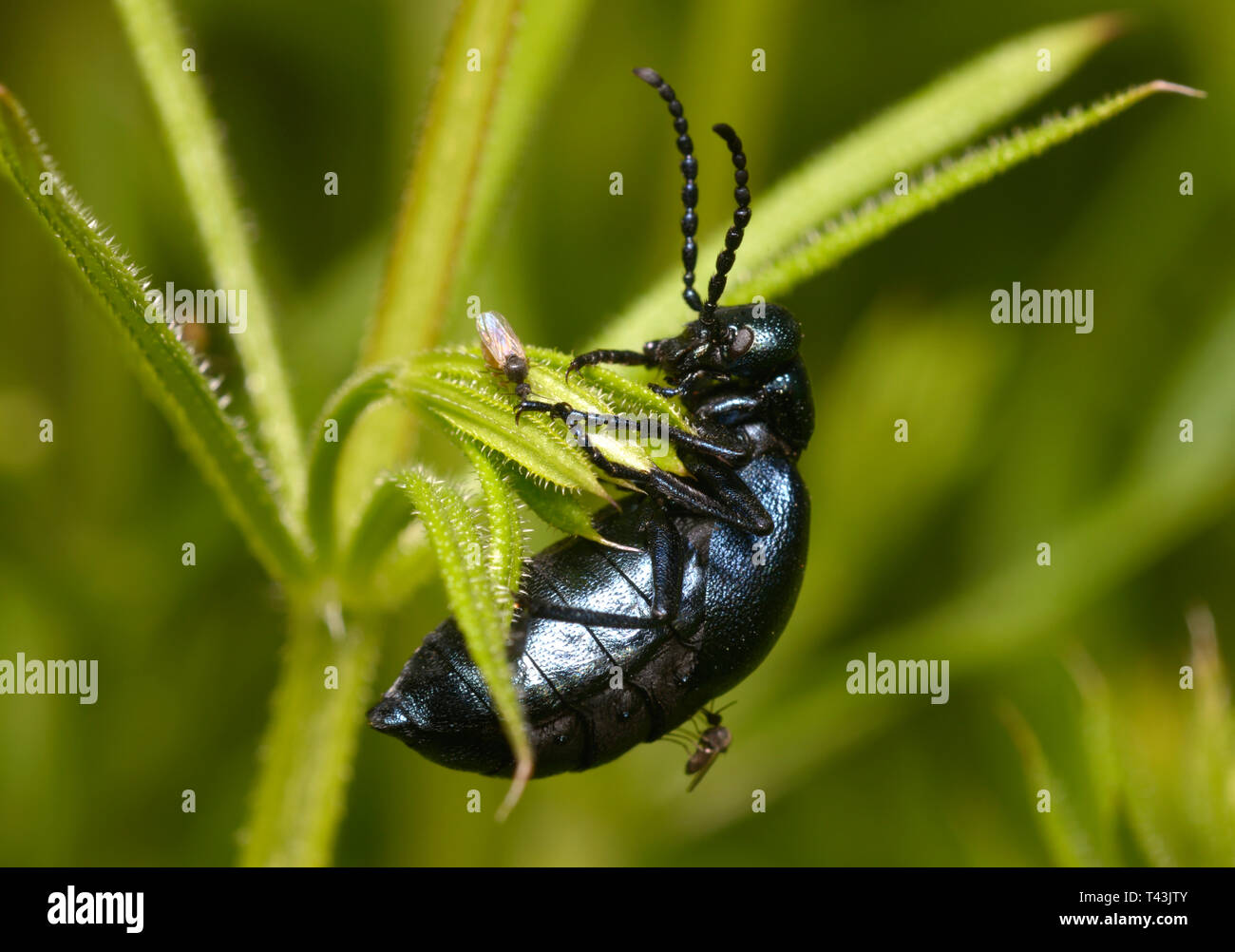 Käferbiss Stockfotos und bilder Kaufen Alamy