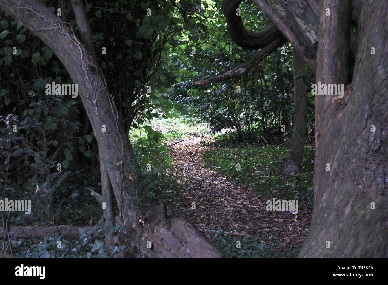 Pfad in den Wald an Castletown House Irland Stockfoto