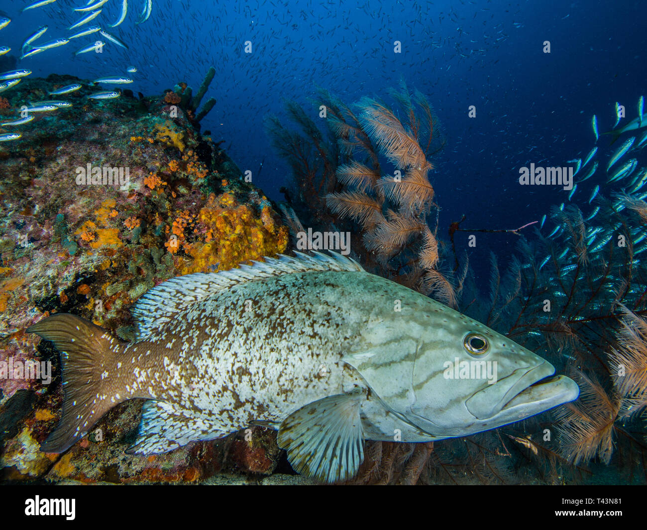 Mycteroperca acutirostris - Los Roques Venezuela Stockfoto