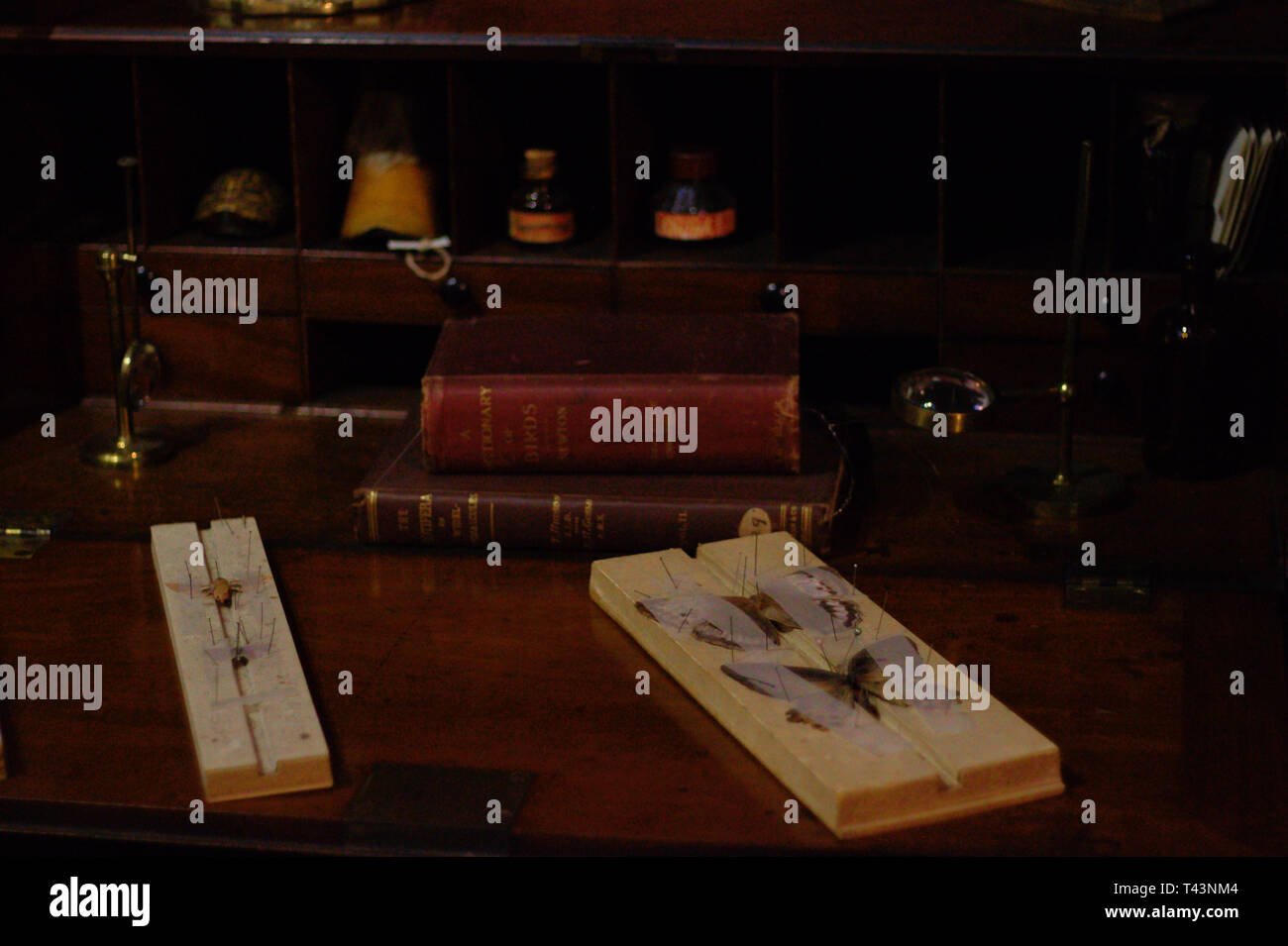 Ort der Arbeit eines embalmer. Schmetterling Bewahrung. Stockfoto
