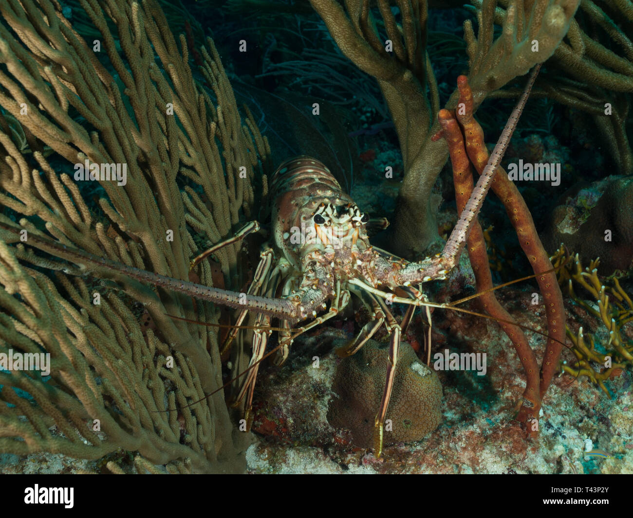 Rote Languste (Panulirus argus). Auf dem Riff LOS ROQUES VENEZUELA Stockfoto