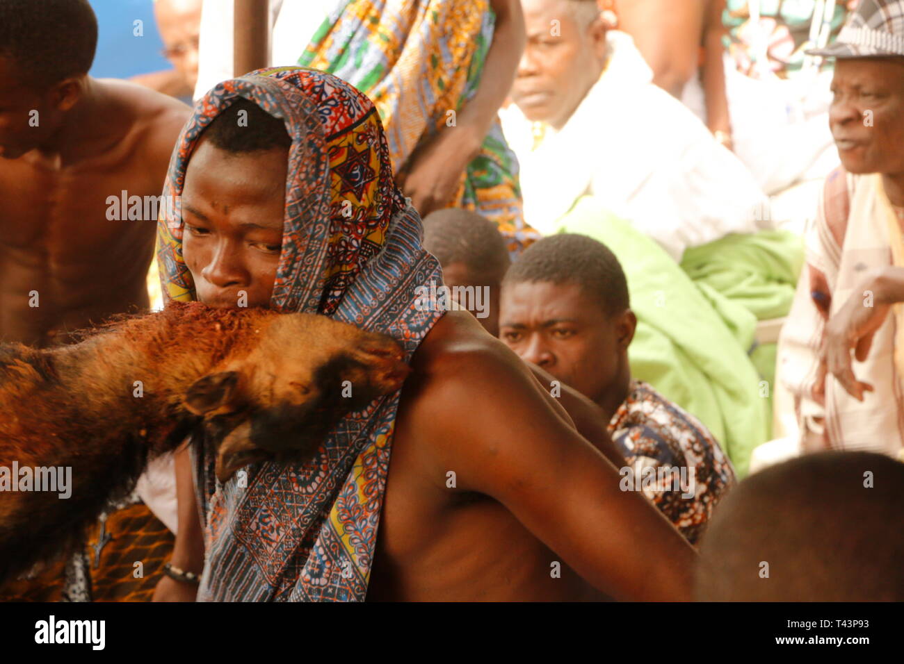 Voodoo Festival am Strand am 10. Januar in Ouidah, Benin, Voodoo Ritual. Ein Mann in Trance mit einer Ziege in den Mund. Stockfoto